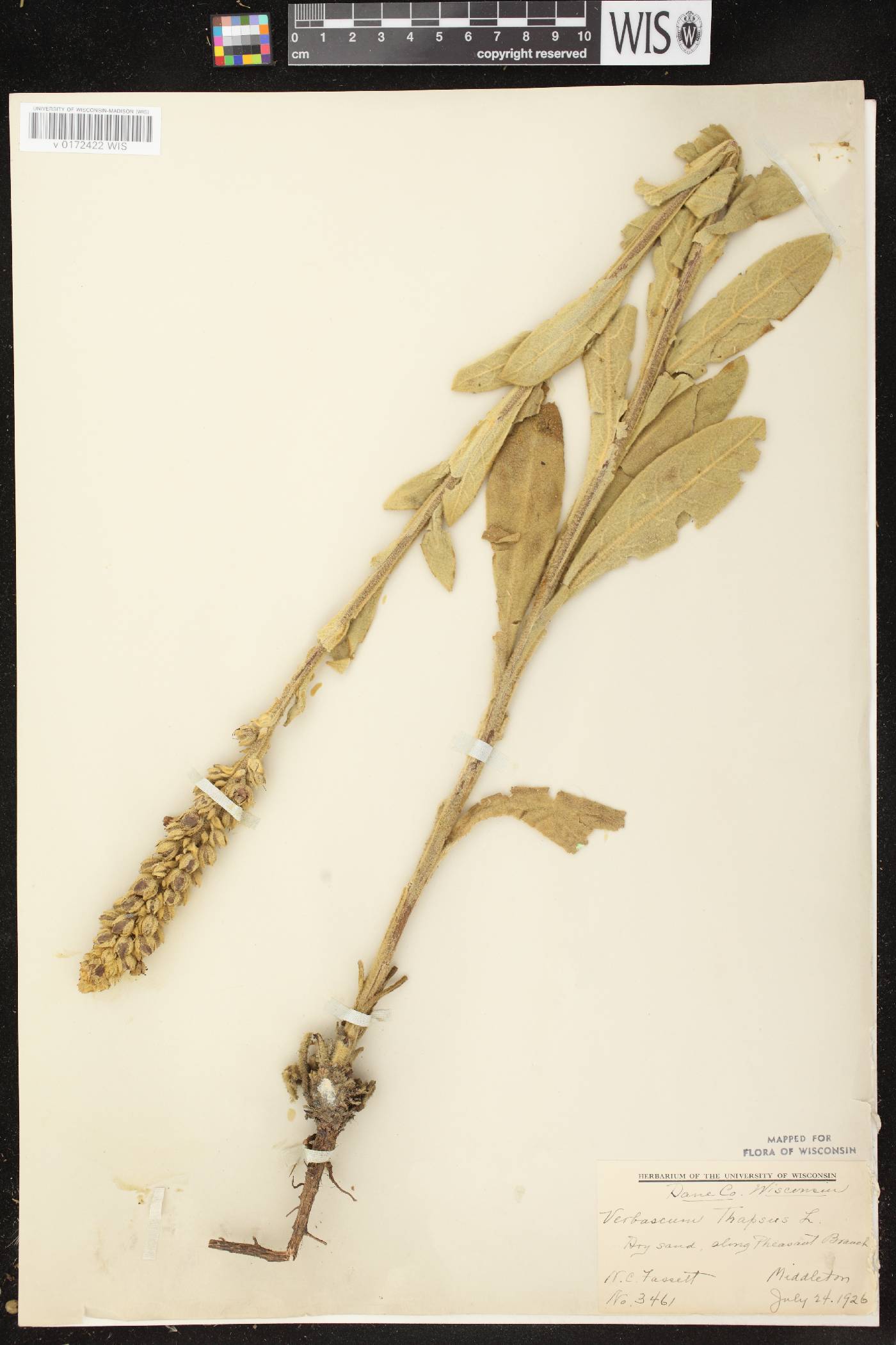 Verbascum thapsus image