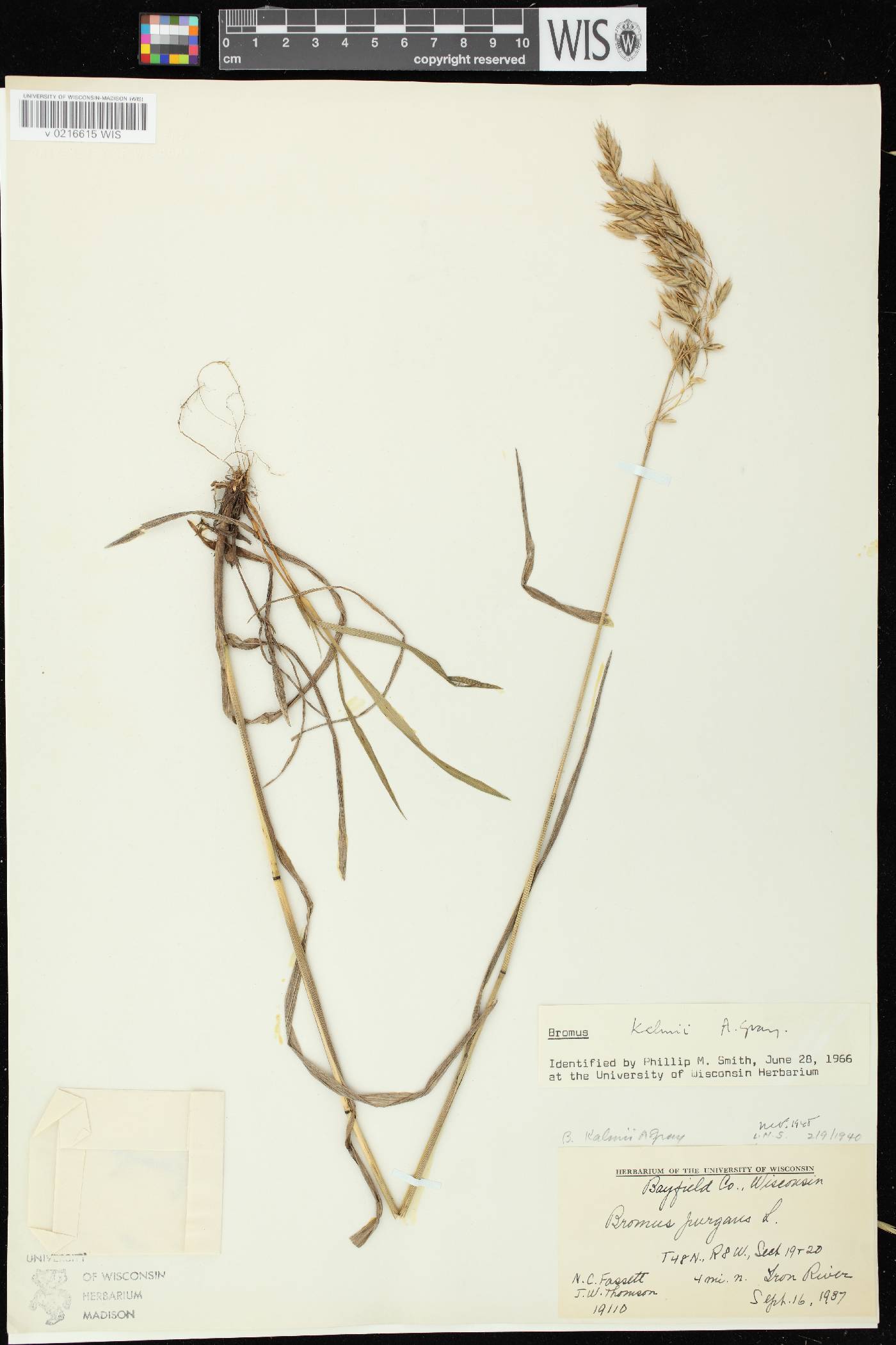 Bromus kalmii image