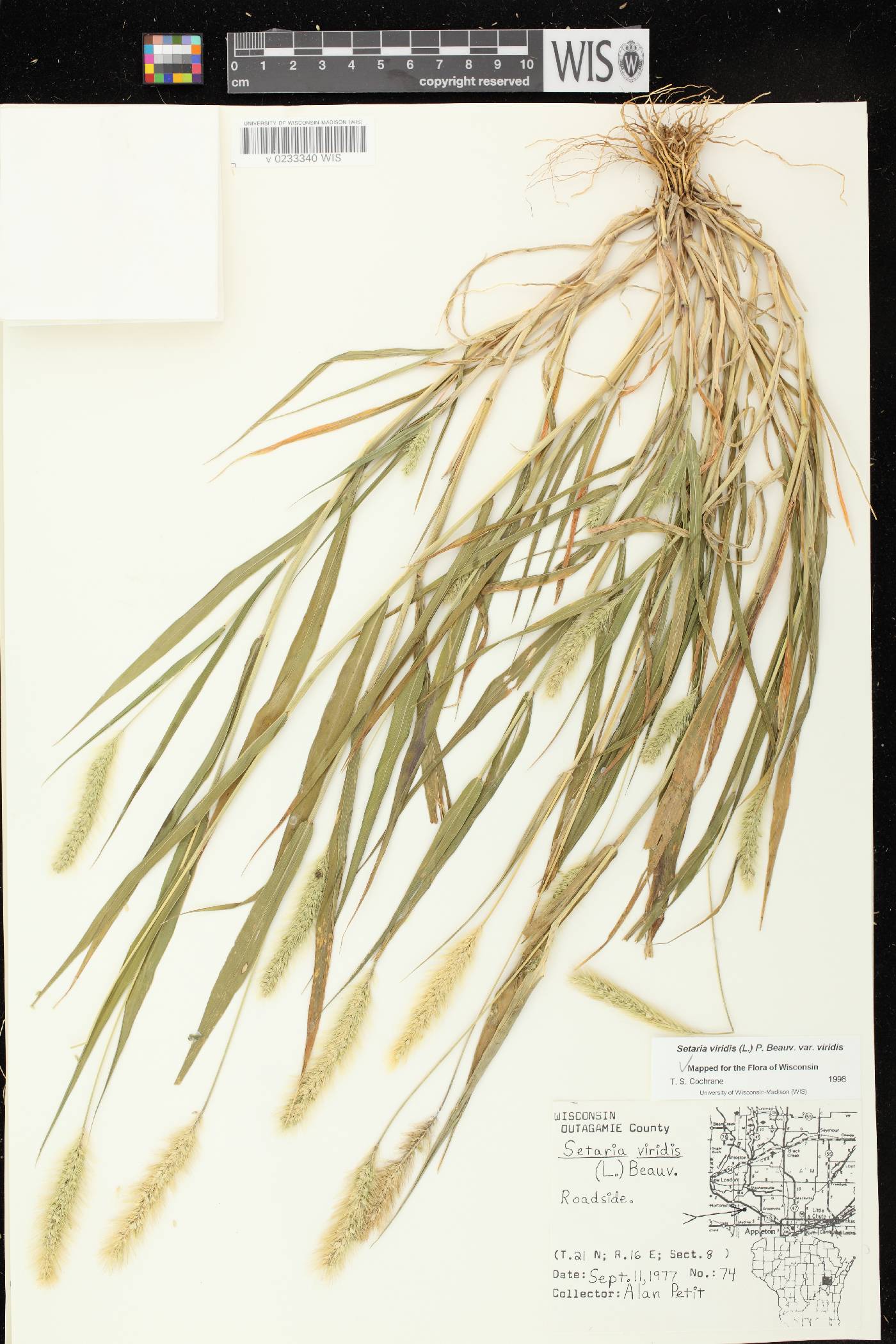 Setaria viridis var. viridis image