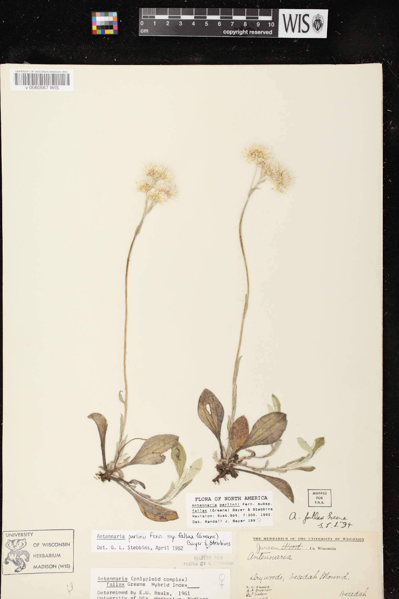 Antennaria parlinii subsp. fallax image
