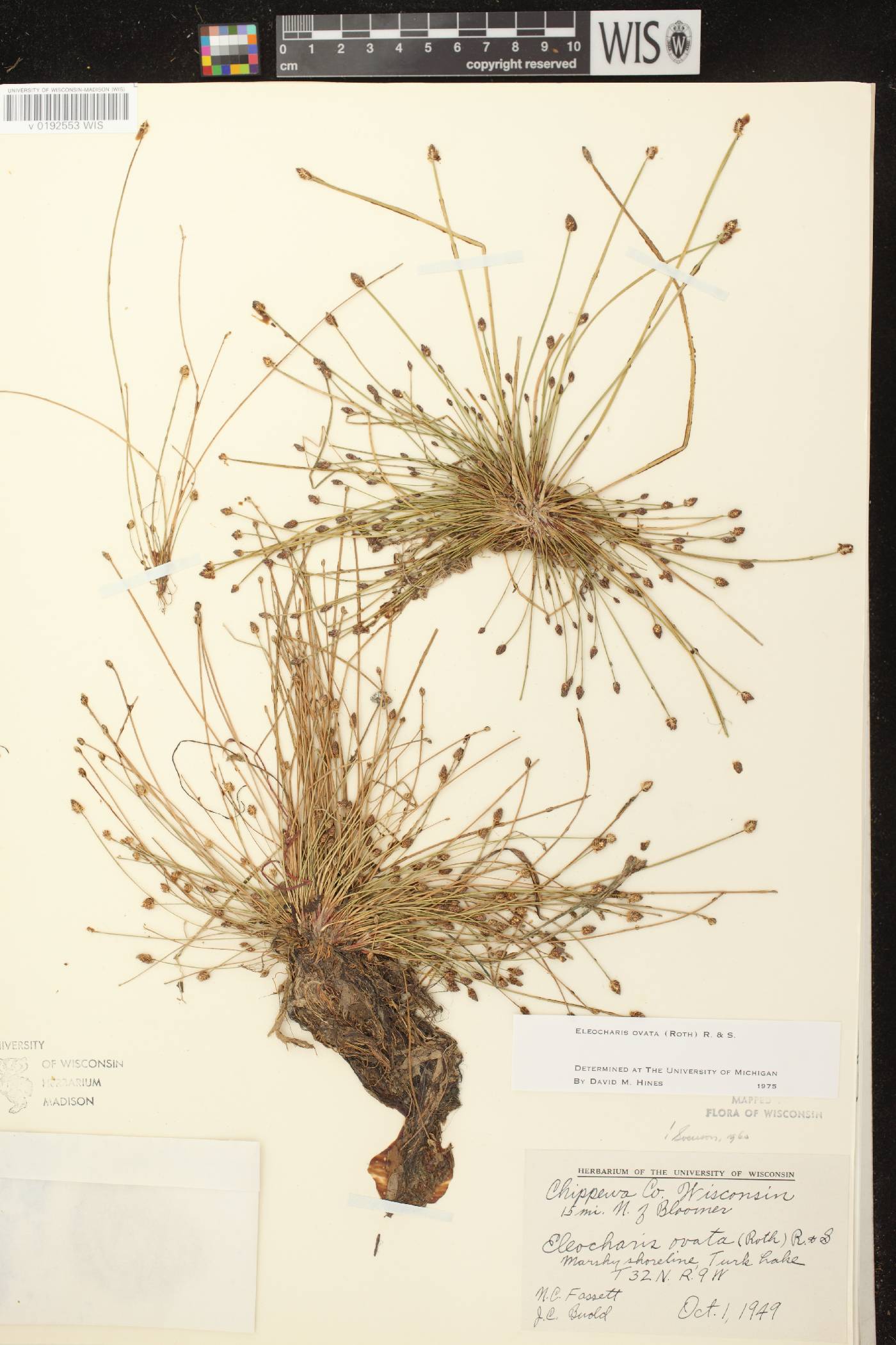 Eleocharis ovata image