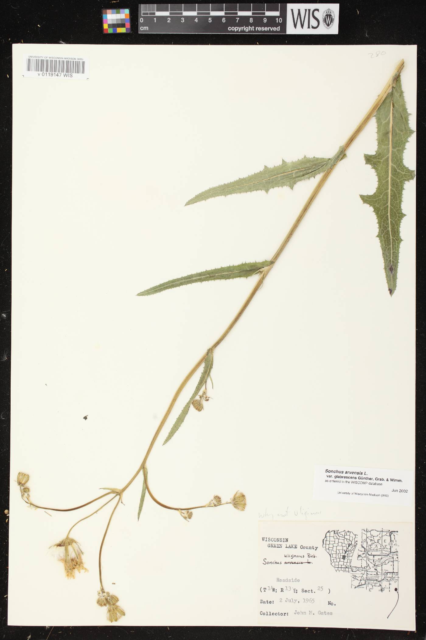 Sonchus arvensis image