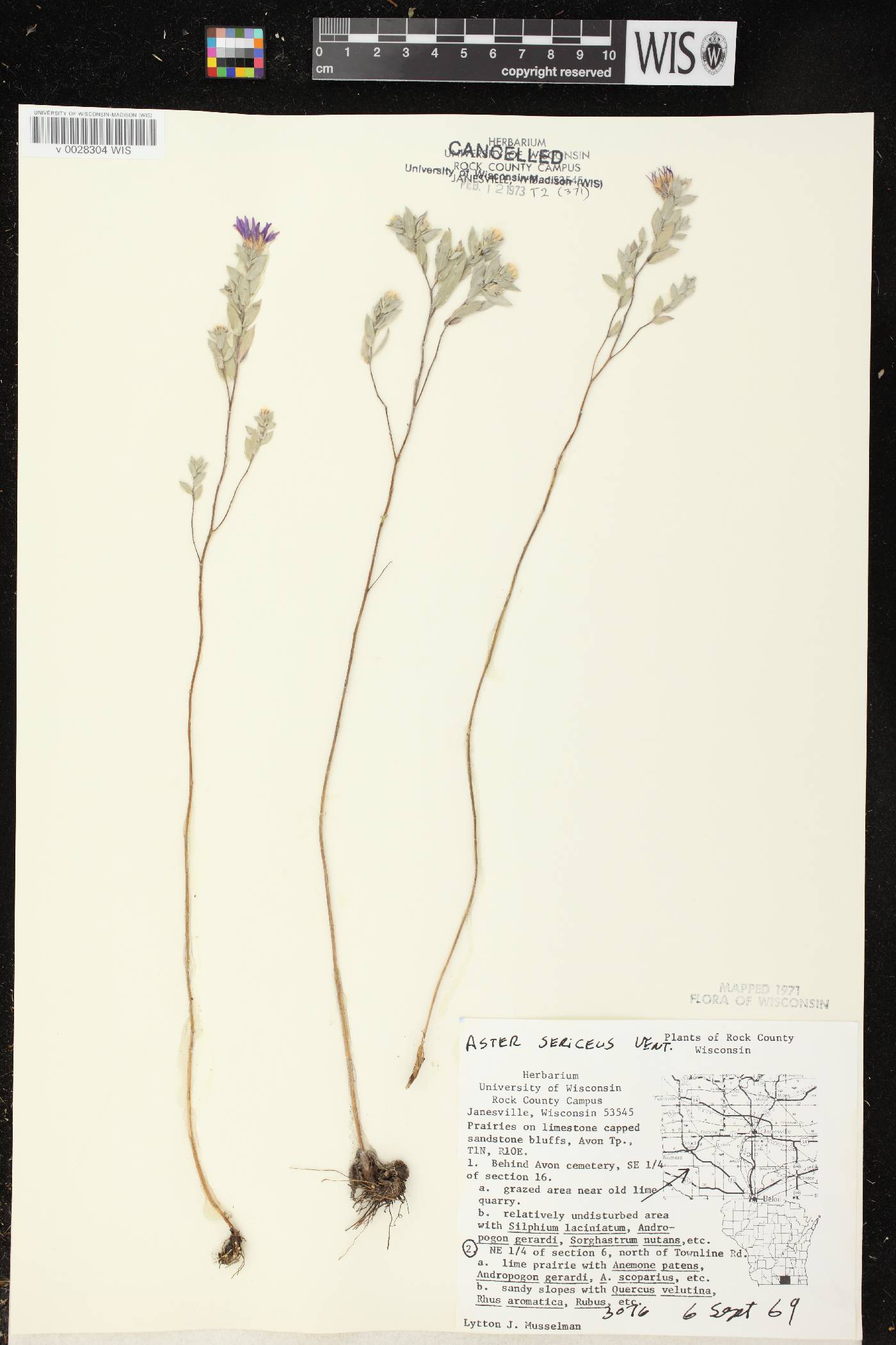 Symphyotrichum sericeum image