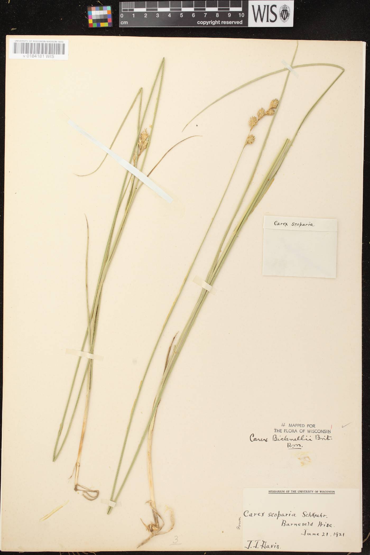 Carex bicknellii image