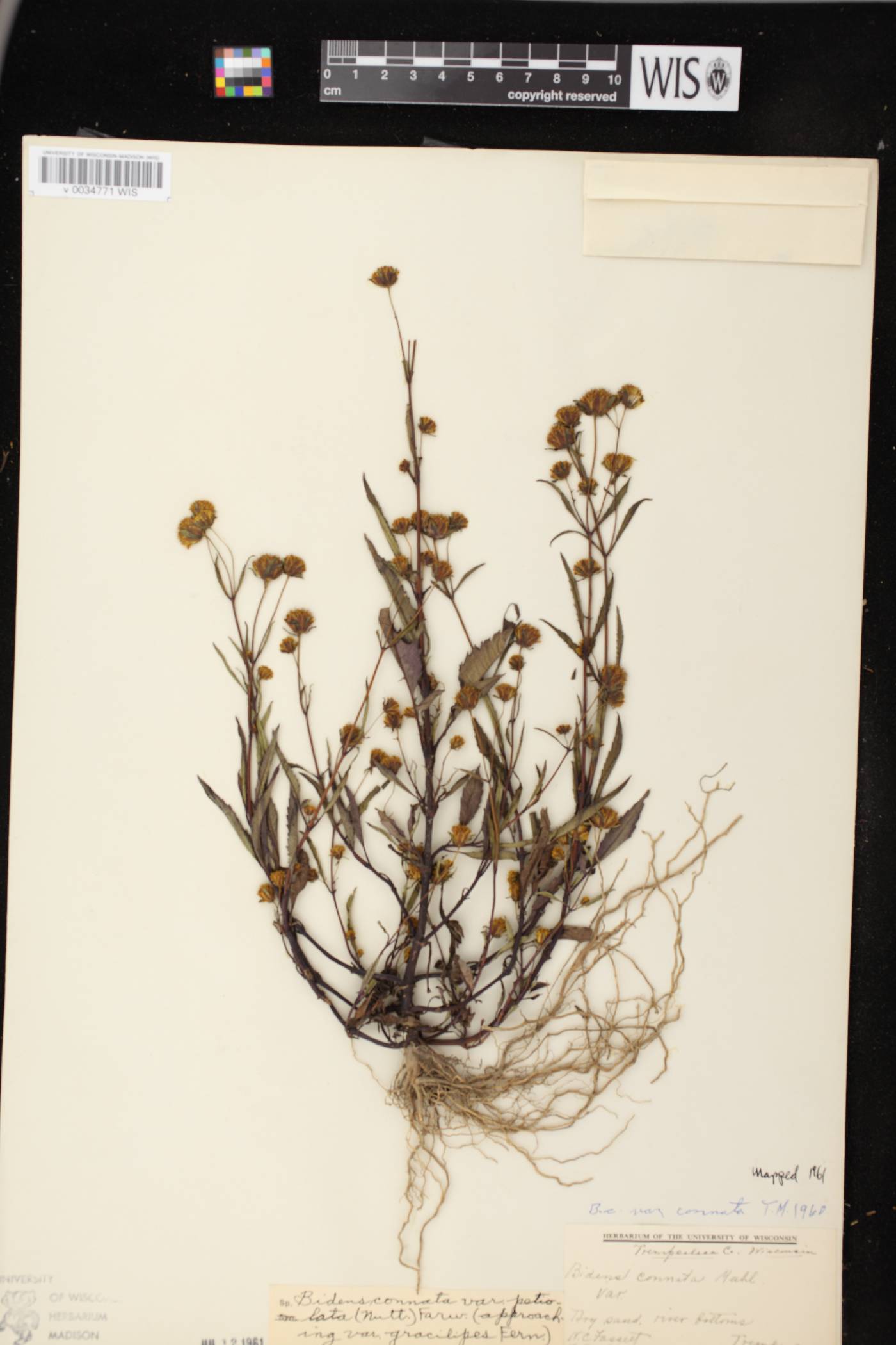 Bidens connata image