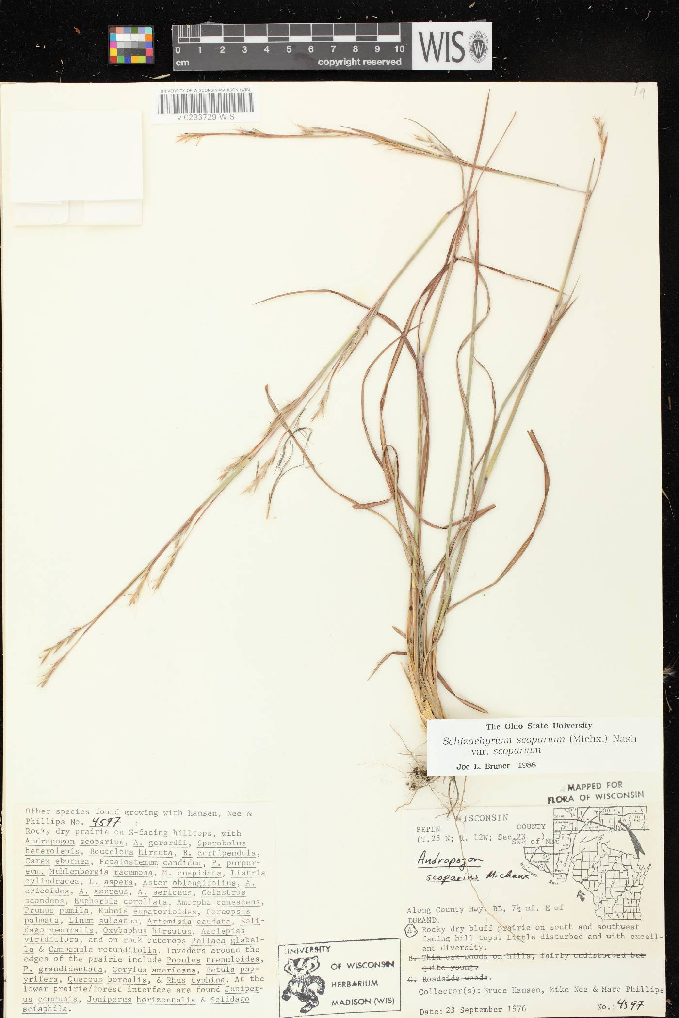 Schizachyrium scoparium var. scoparium image