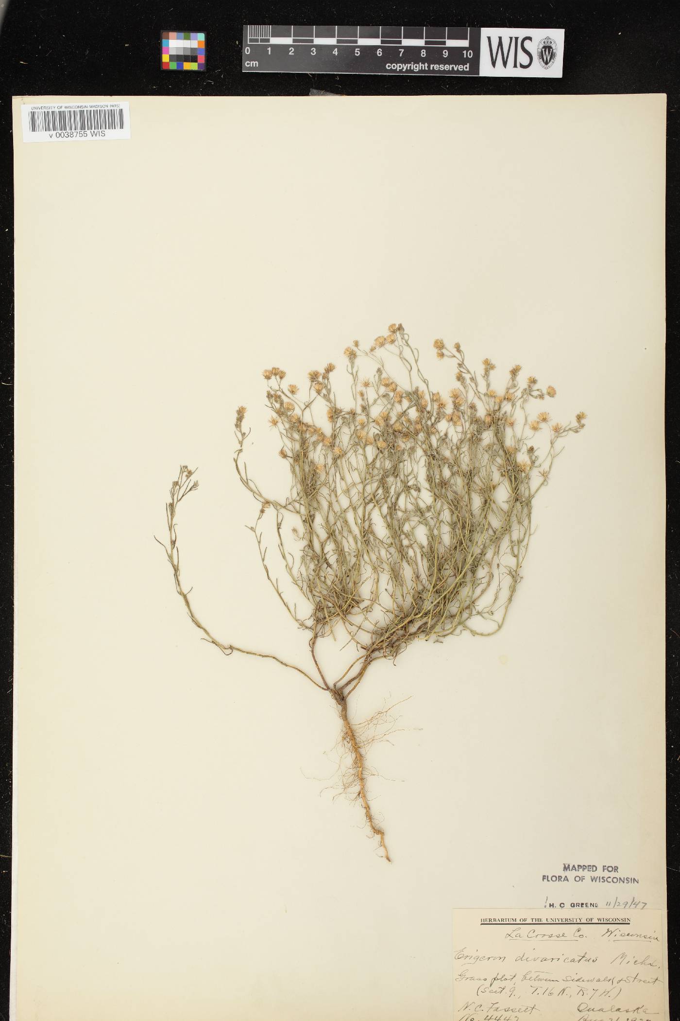 Conyza ramosissima image