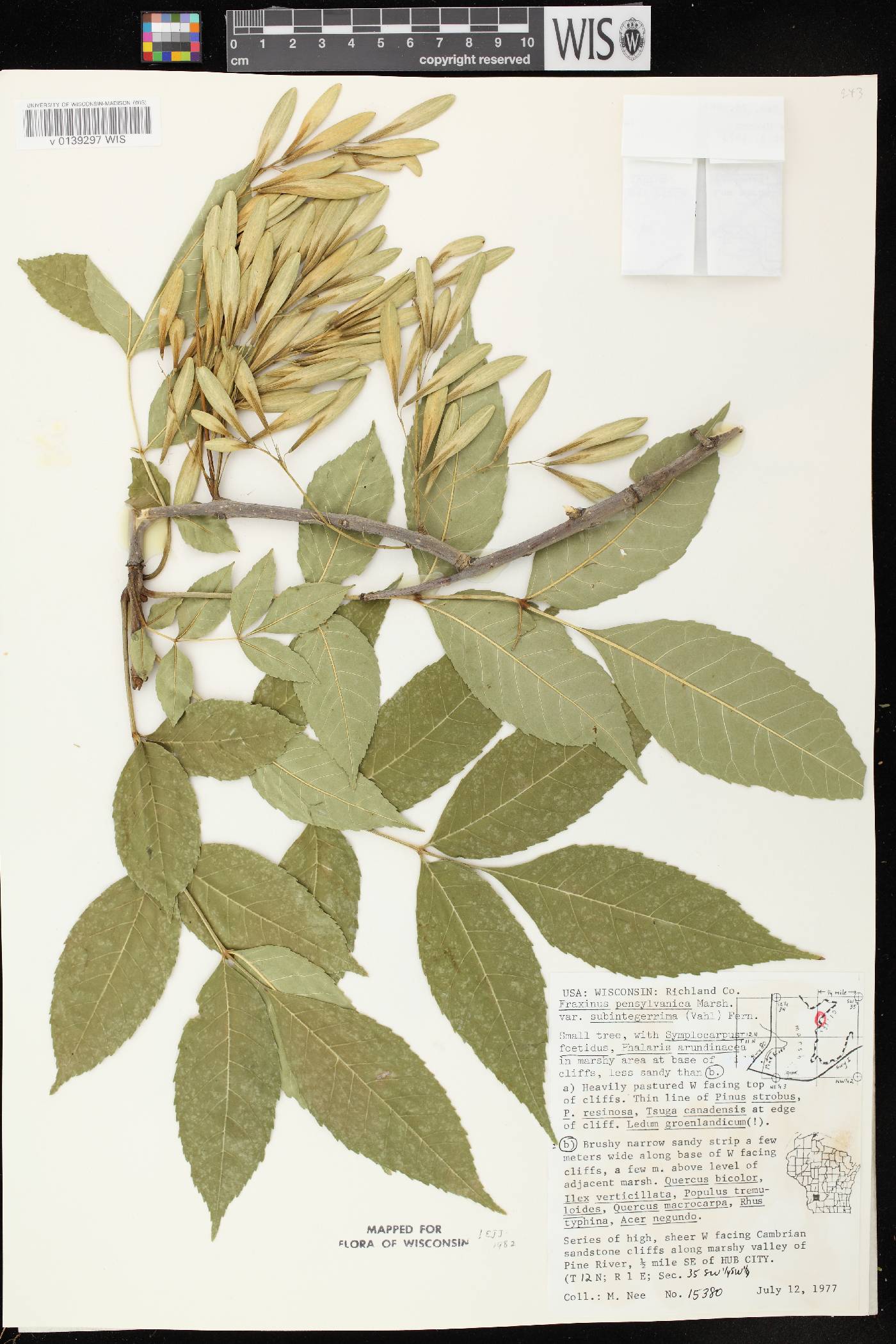 Fraxinus pennsylvanica image
