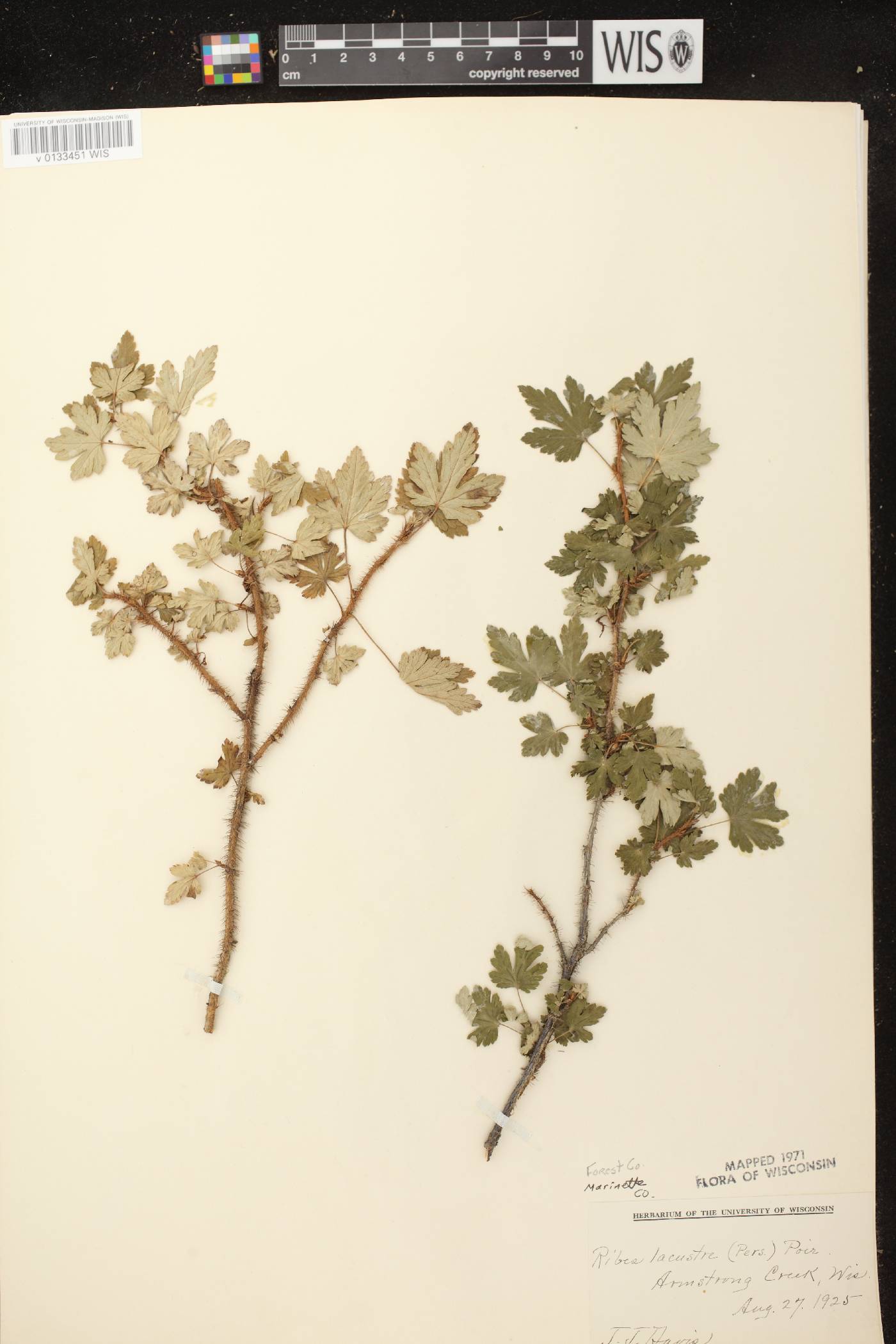 Ribes lacustre image