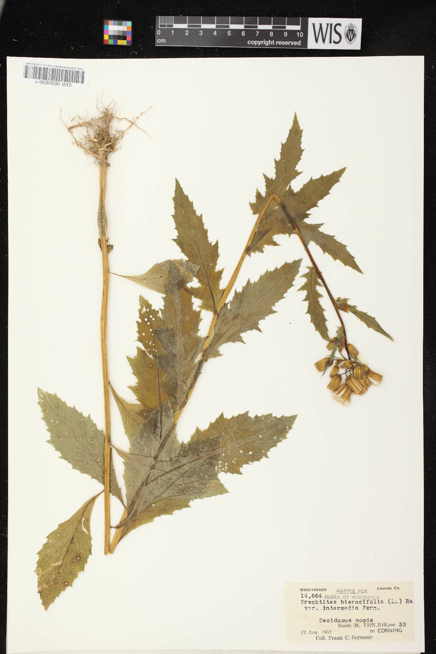 Erechtites hieracifolius image