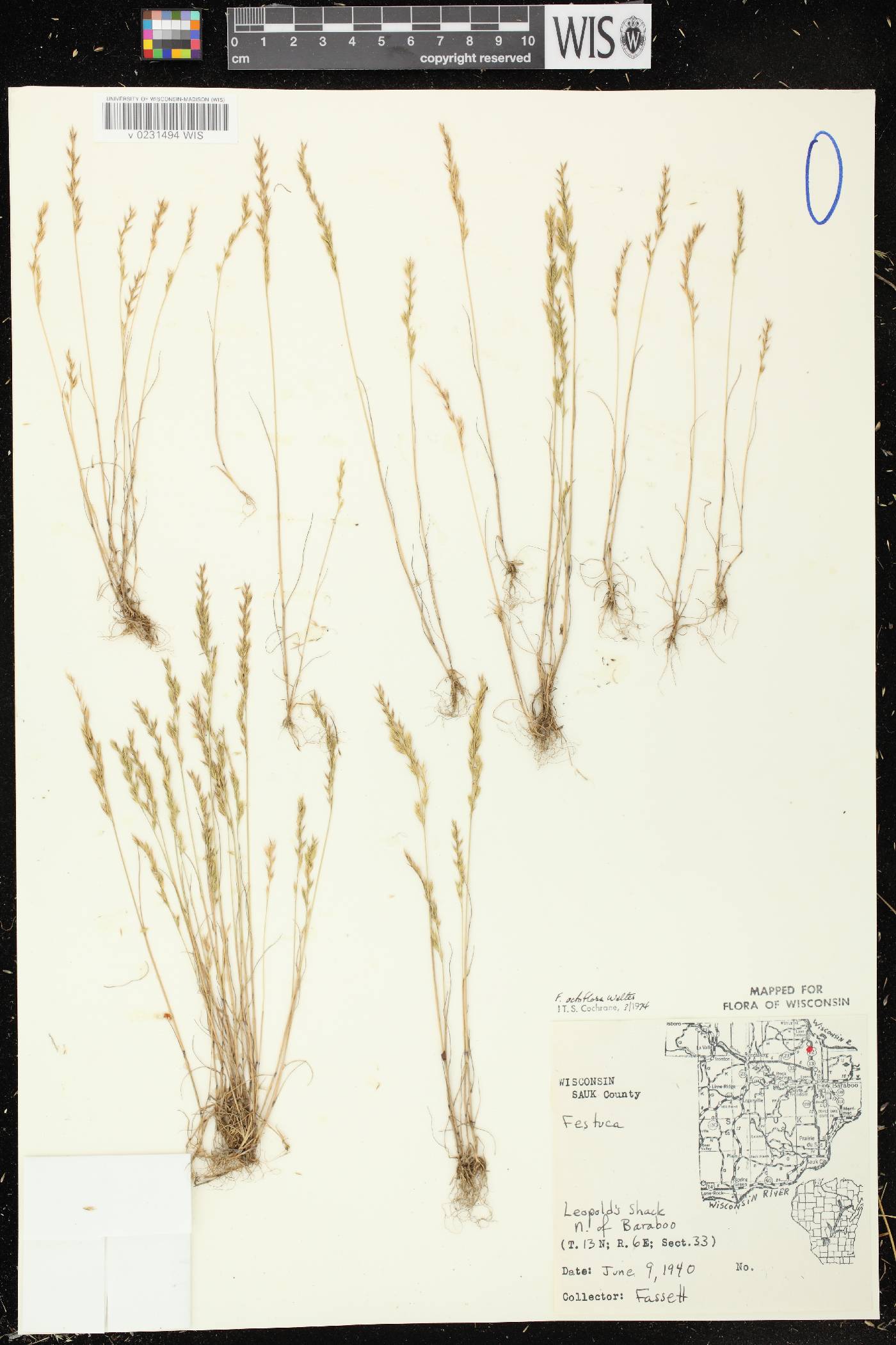 Festuca octoflora image