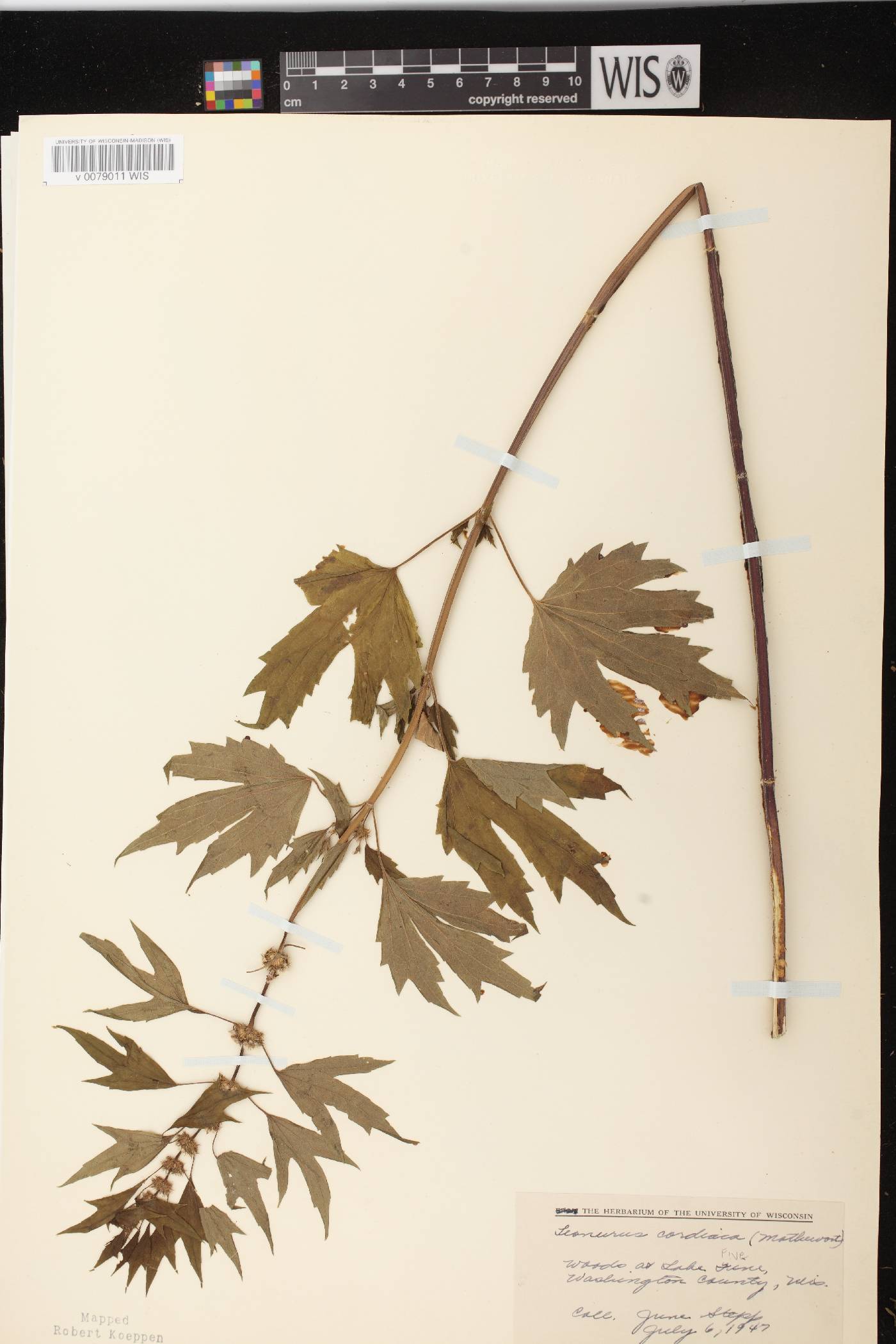 Leonurus cardiaca image
