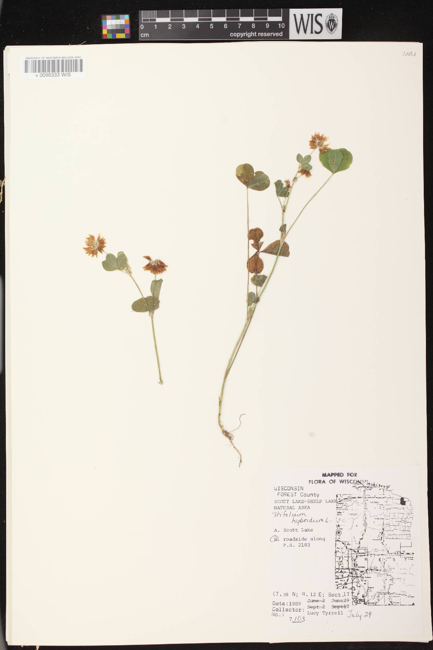 Trifolium hybridum image