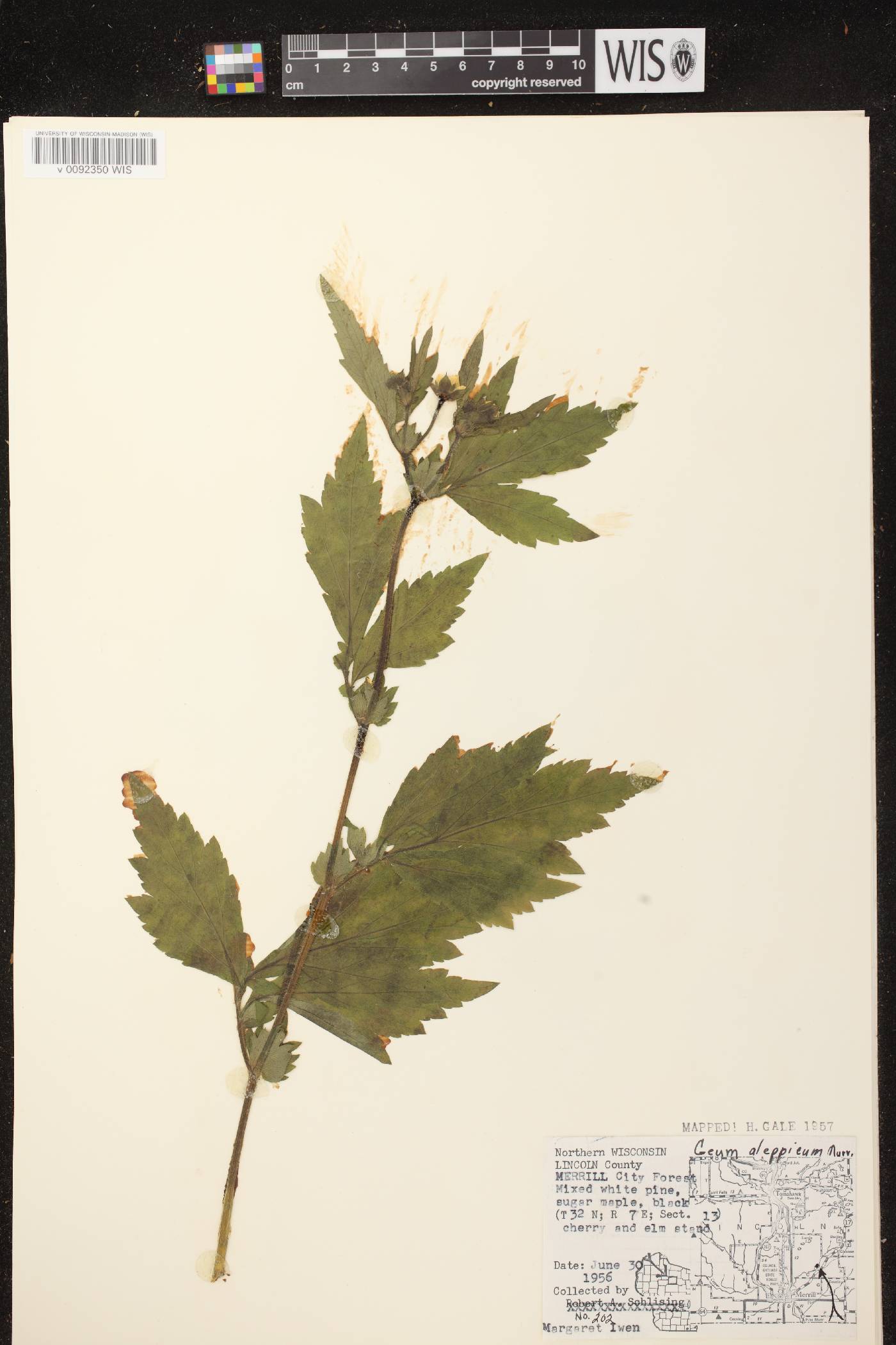 Geum aleppicum image