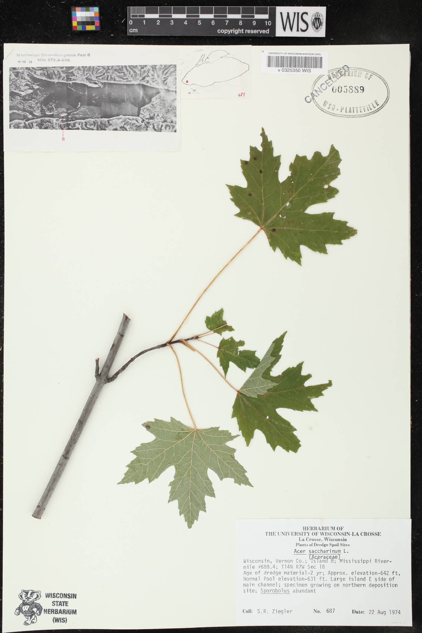 Acer saccharinum image