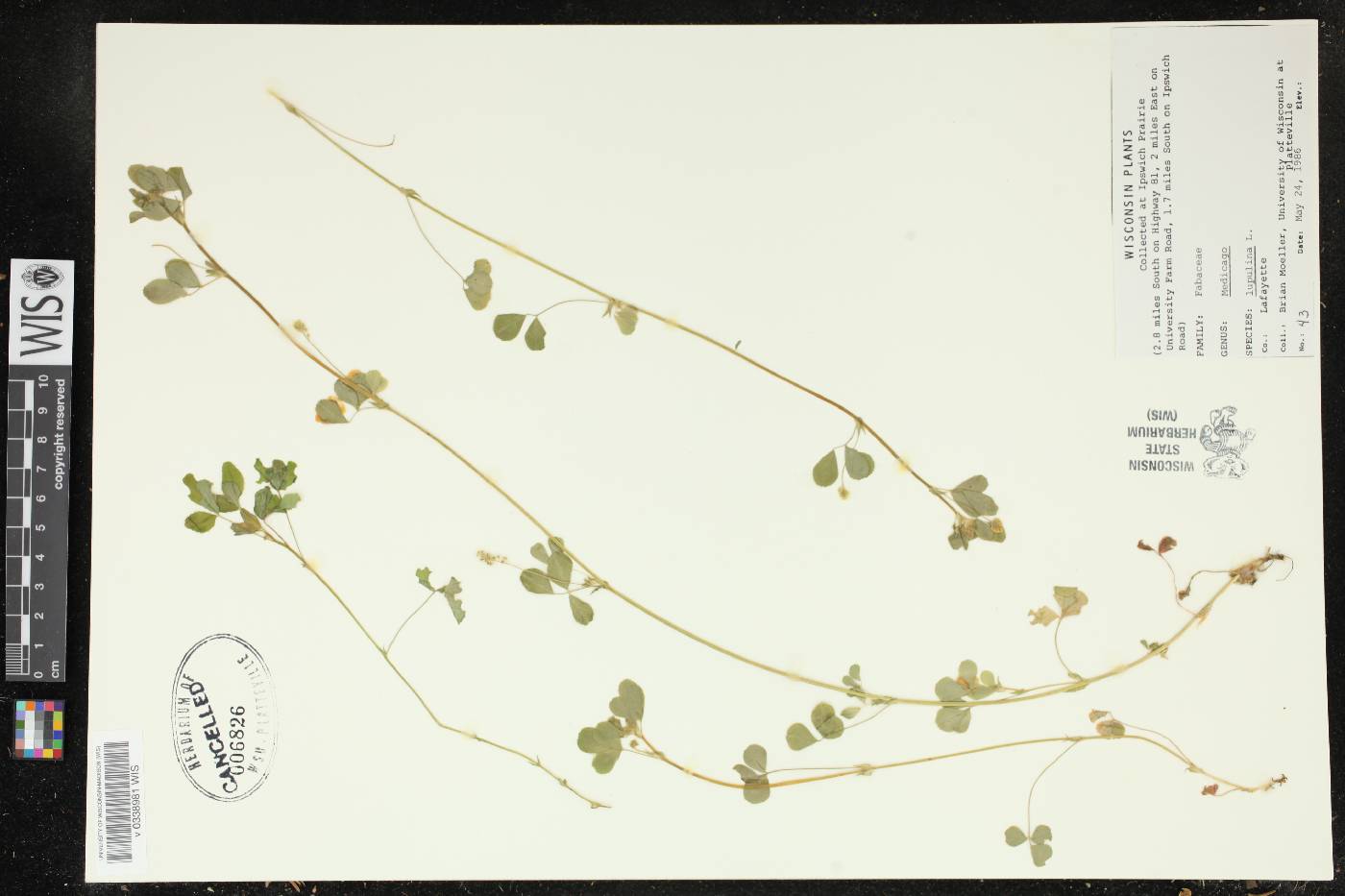 Medicago lupulina image