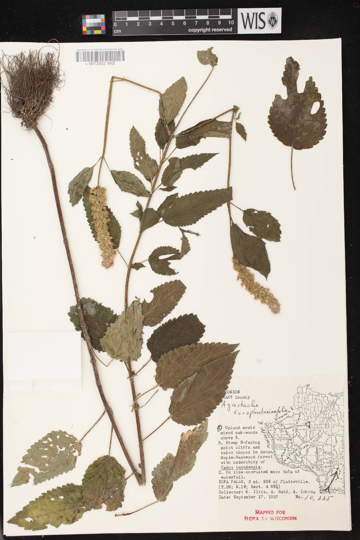 Agastache scrophulariifolia image