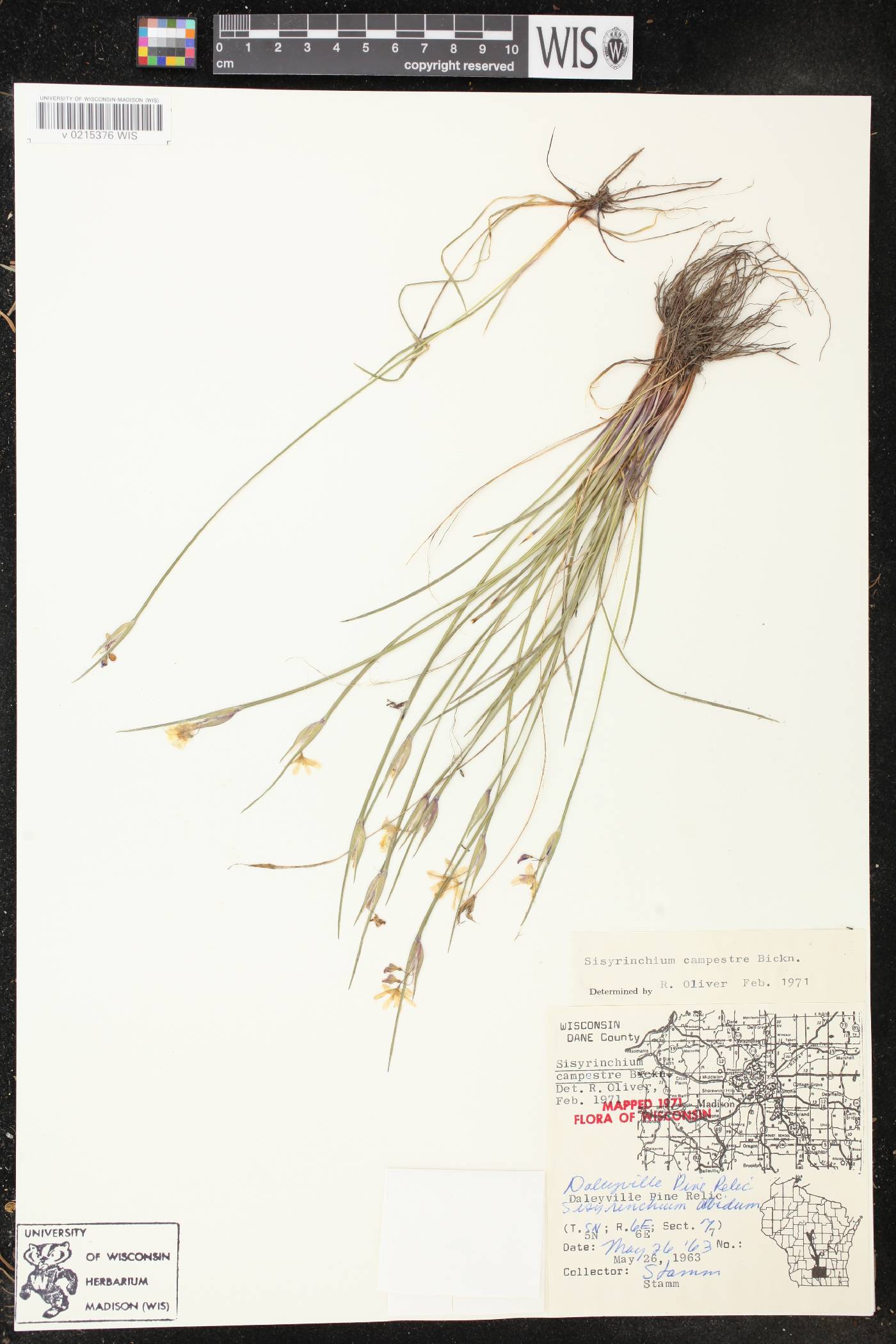 Sisyrinchium campestre image