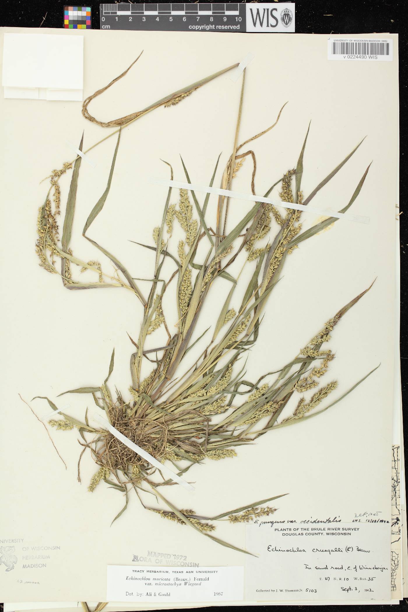Echinochloa muricata var. microstachya image