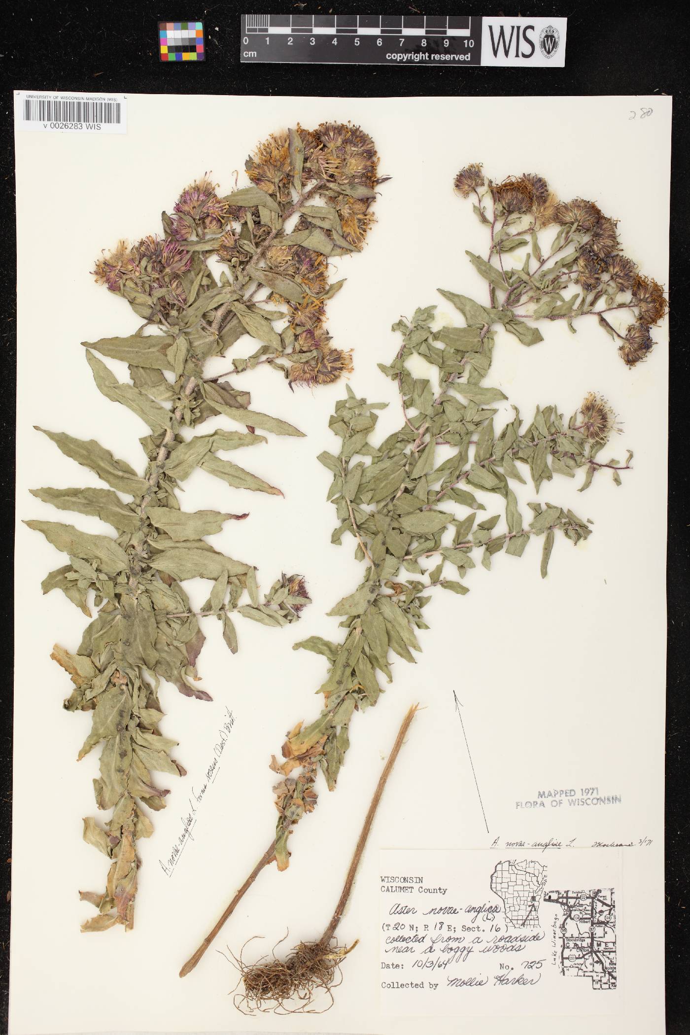Symphyotrichum novae-angliae image