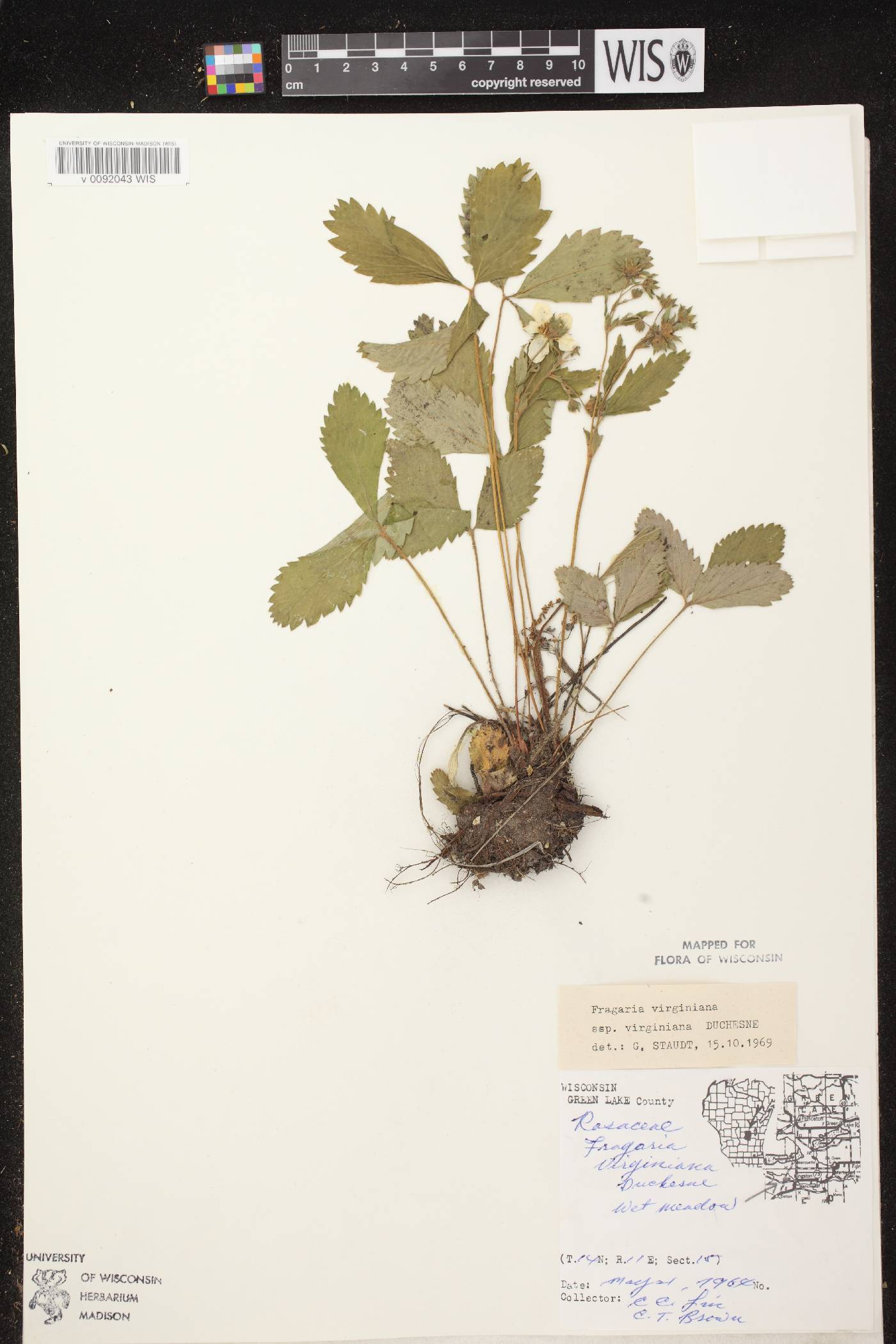 Fragaria virginiana image