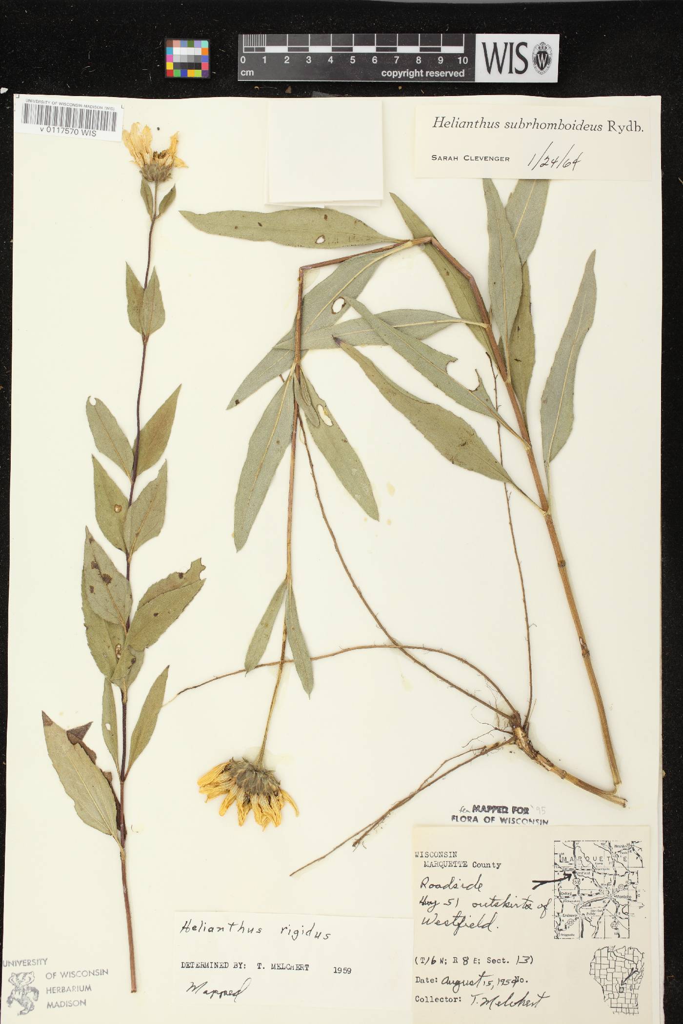 Helianthus pauciflorus subsp. subrhomboideus image