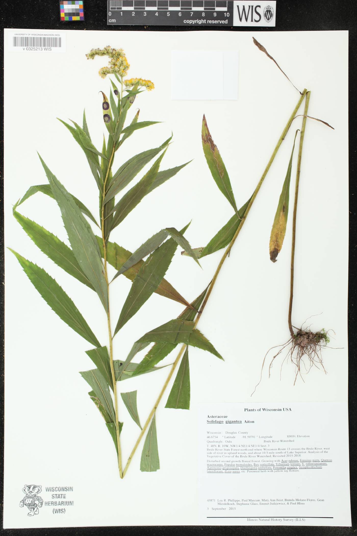 Solidago gigantea image