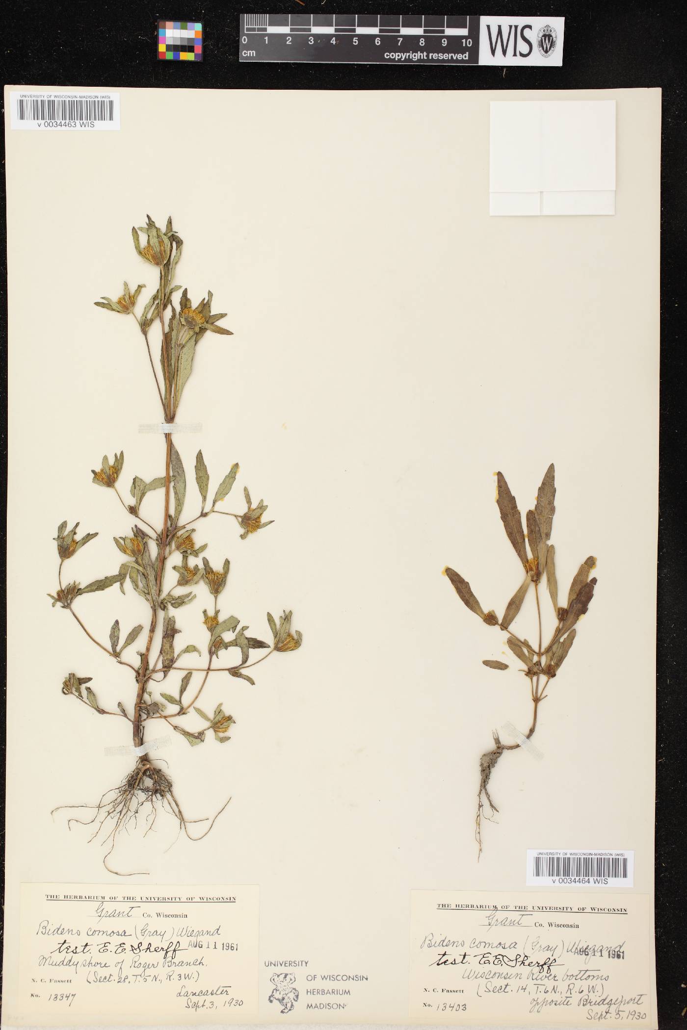 Bidens tripartita image