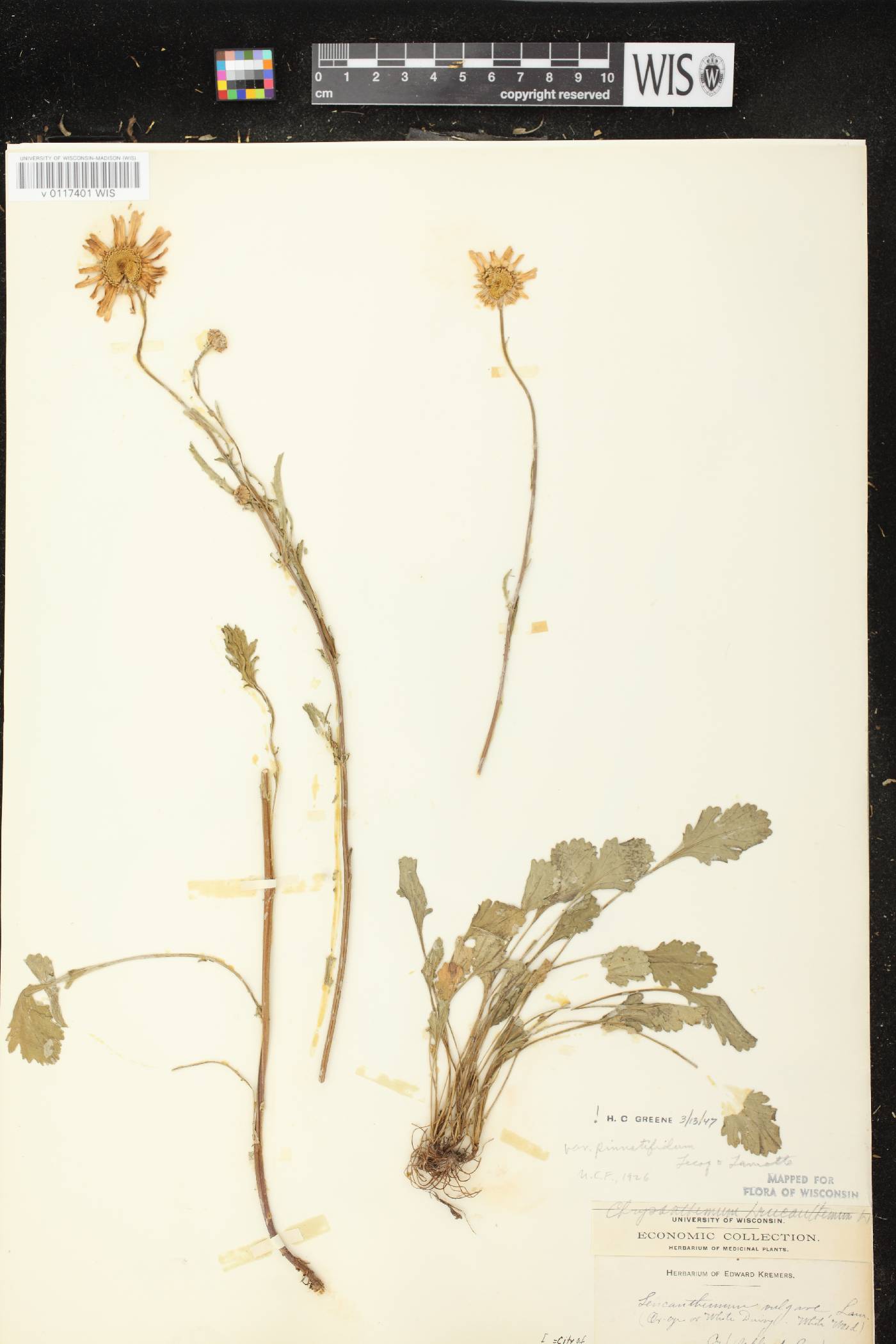 Leucanthemum vulgare image