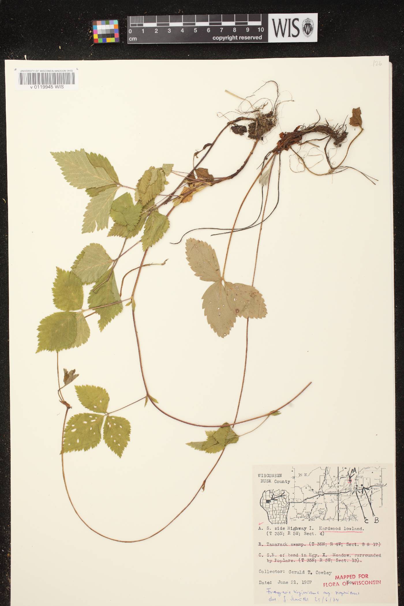 Fragaria virginiana image