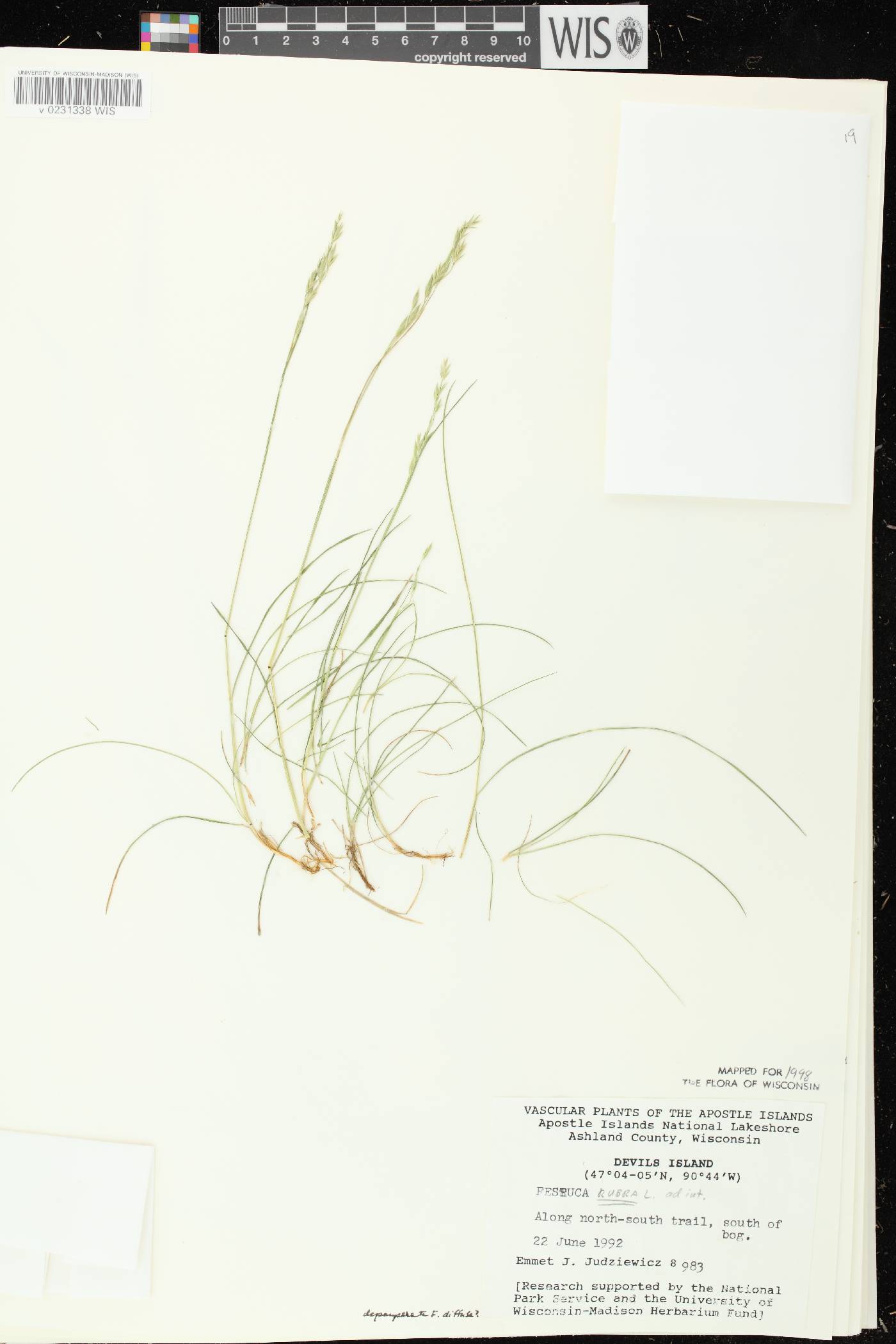 Festuca rubra image