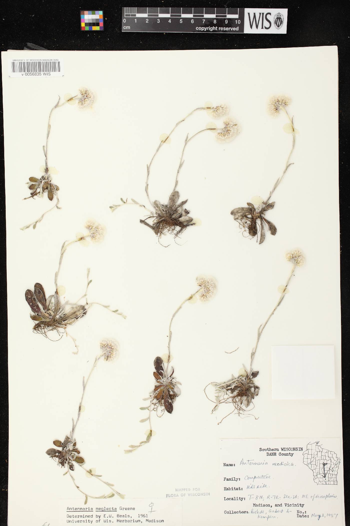 Antennaria neglecta image