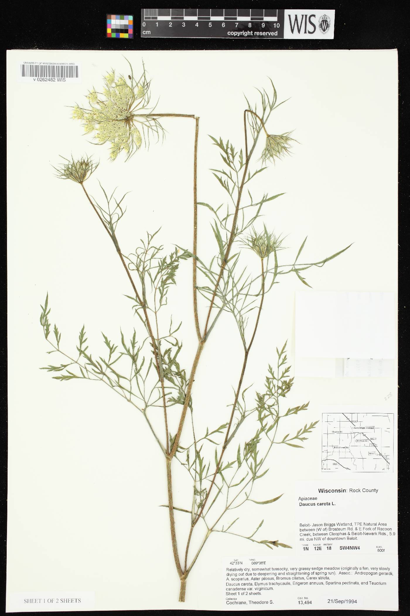 Daucus carota image