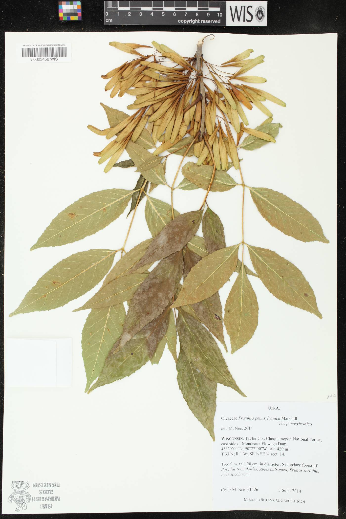 Fraxinus pennsylvanica image