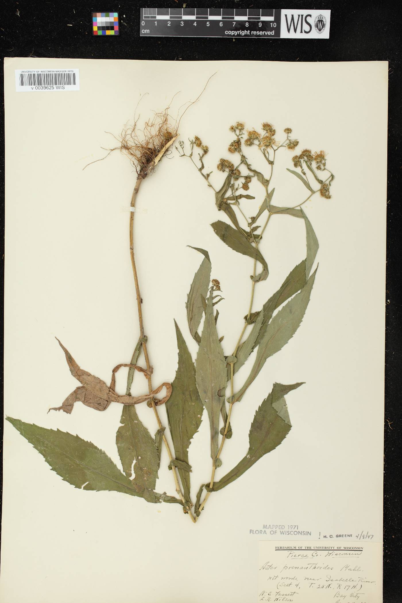 Symphyotrichum prenanthoides image