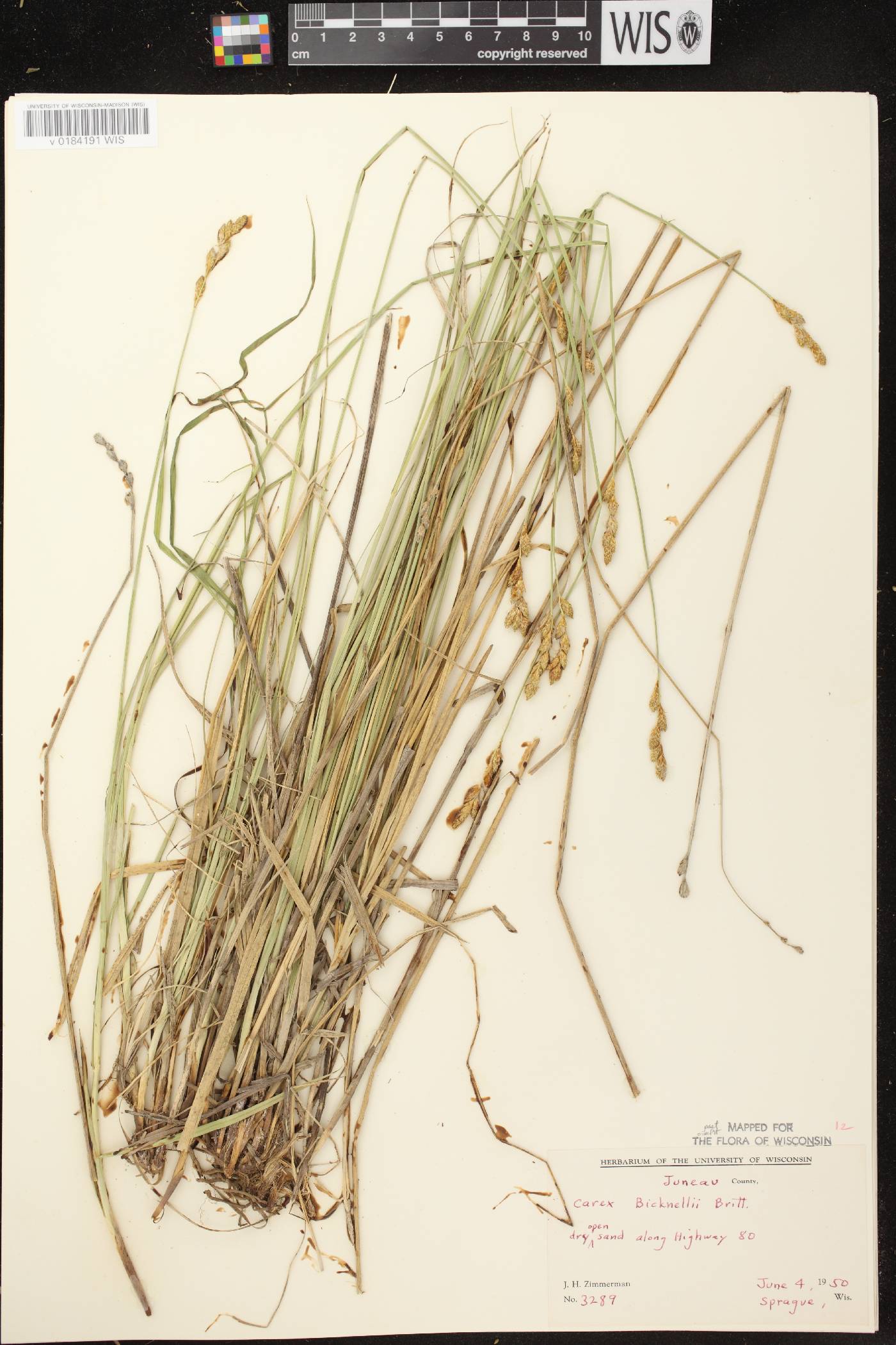 Carex bicknellii image