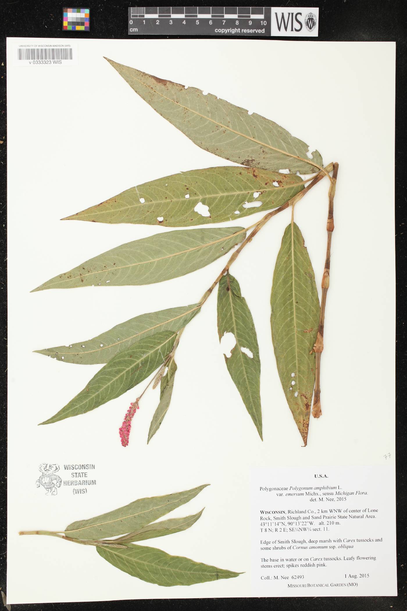 Persicaria amphibia image