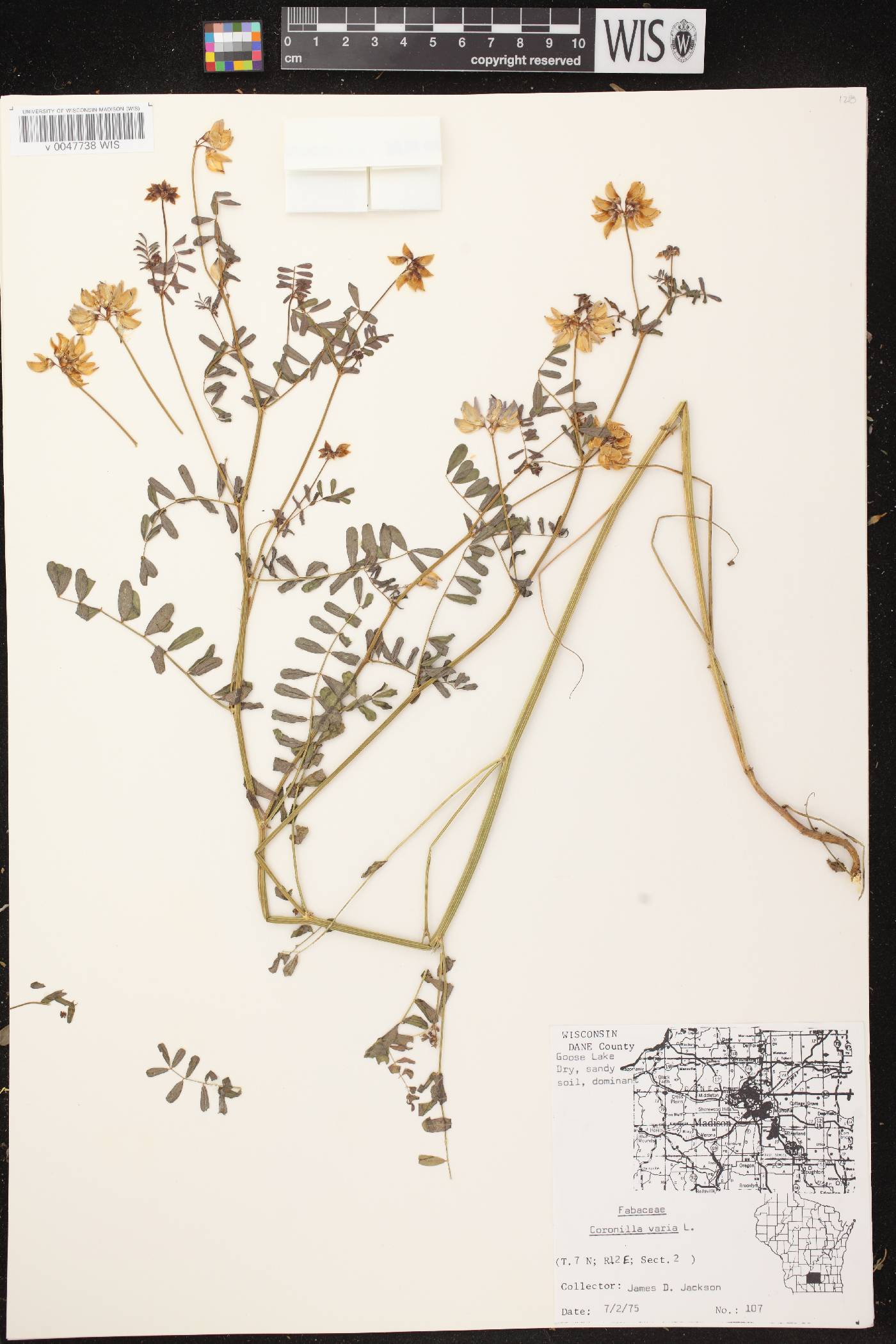 Securigera varia image