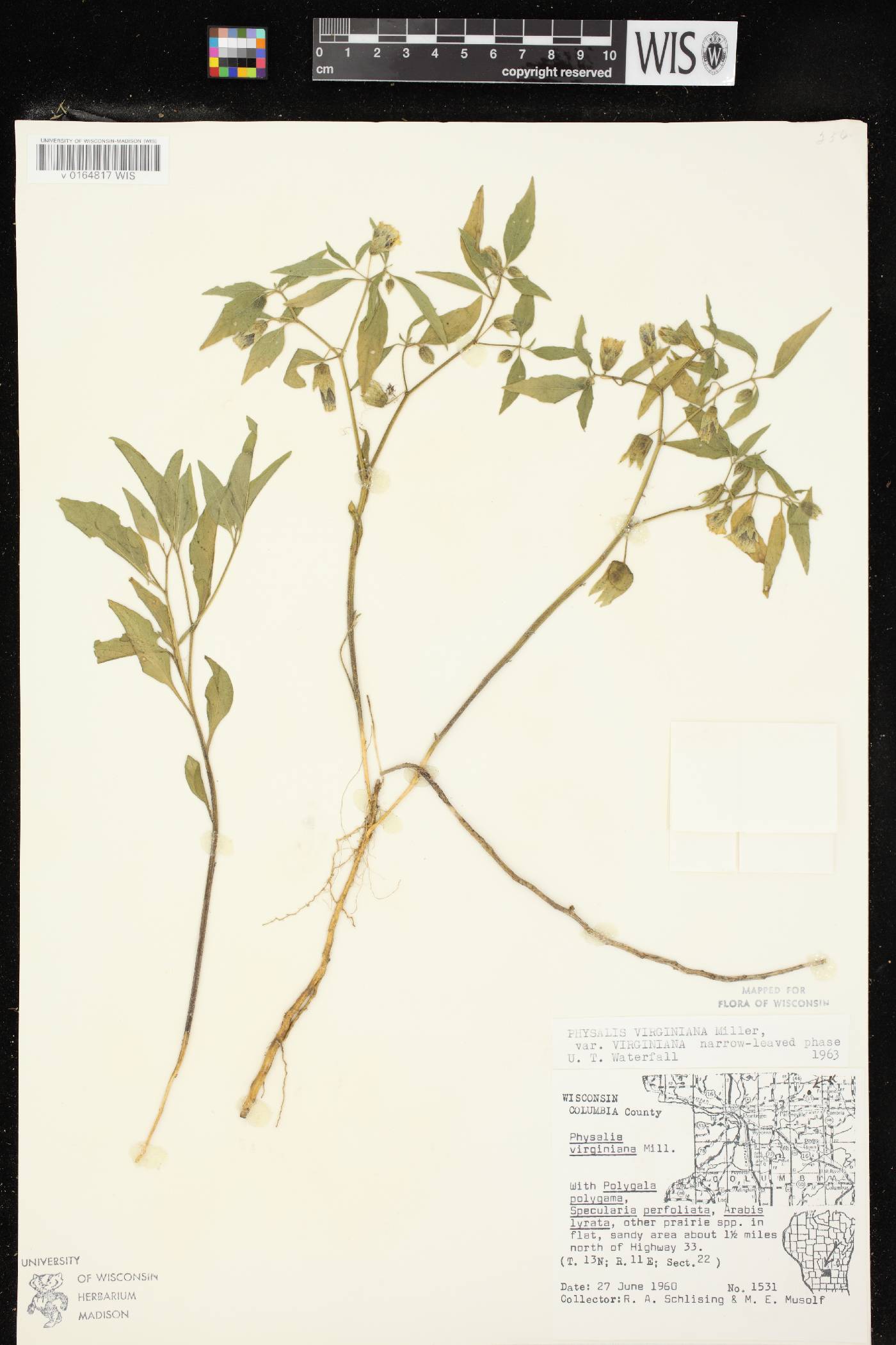 Physalis virginiana image