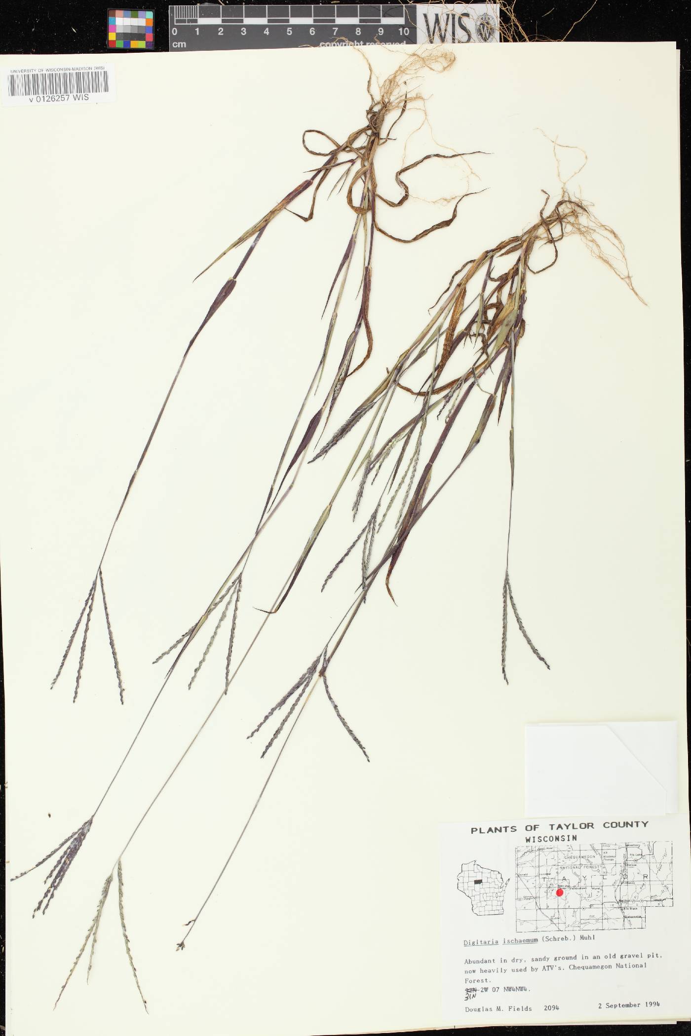 Digitaria ischaemum image