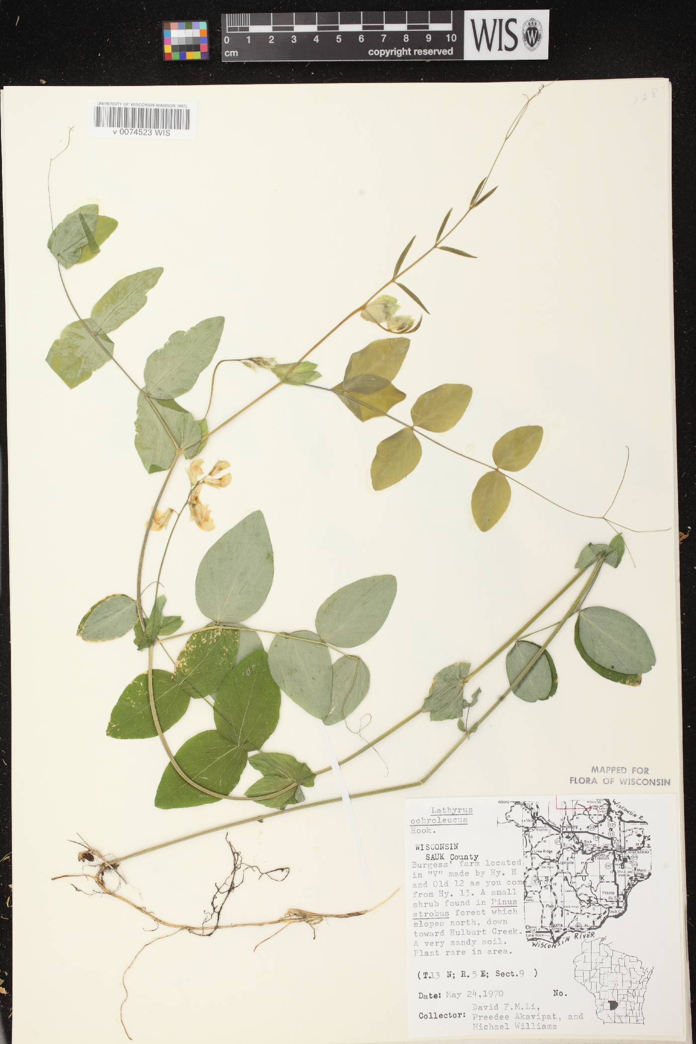Lathyrus ochroleucus image