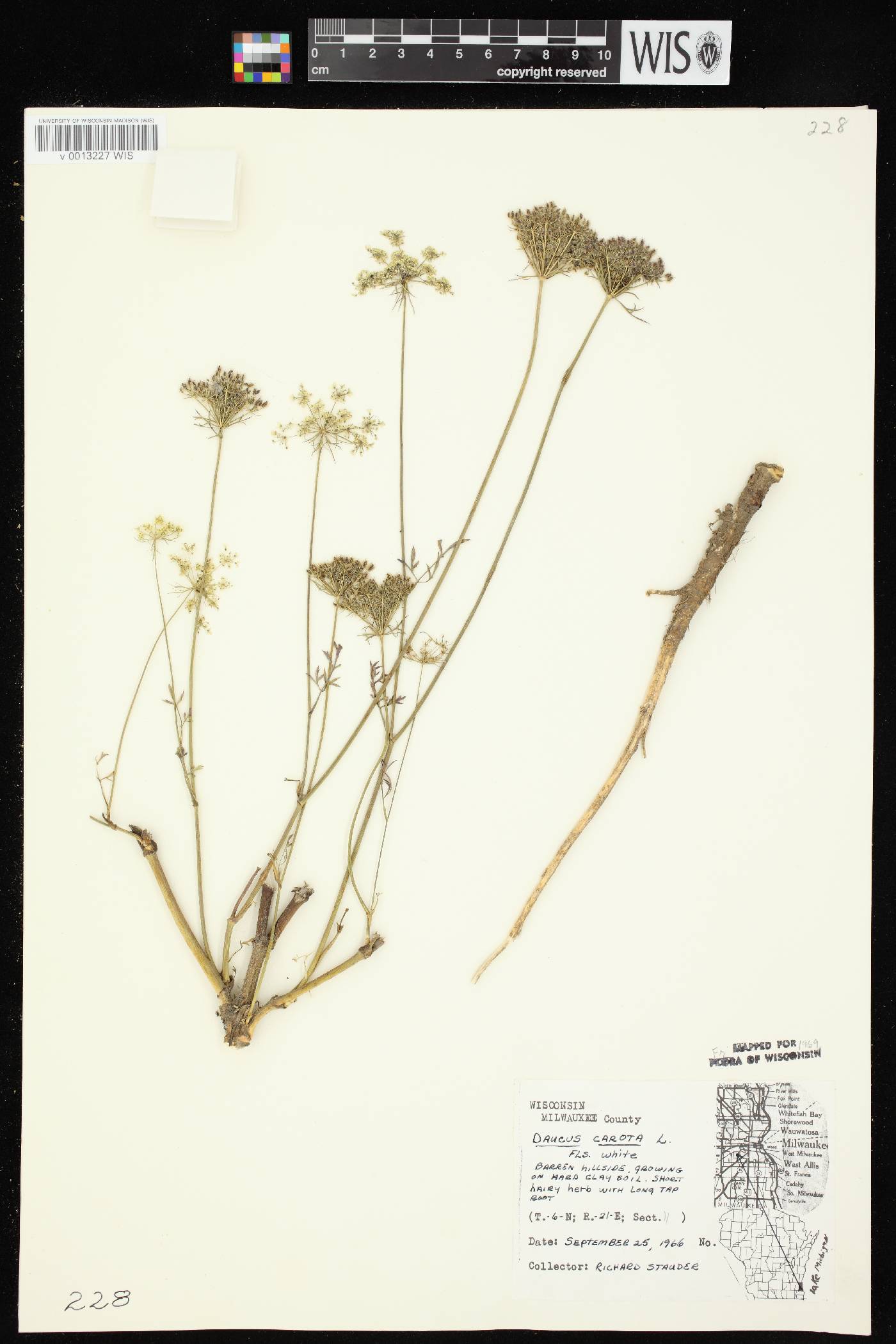 Daucus carota image