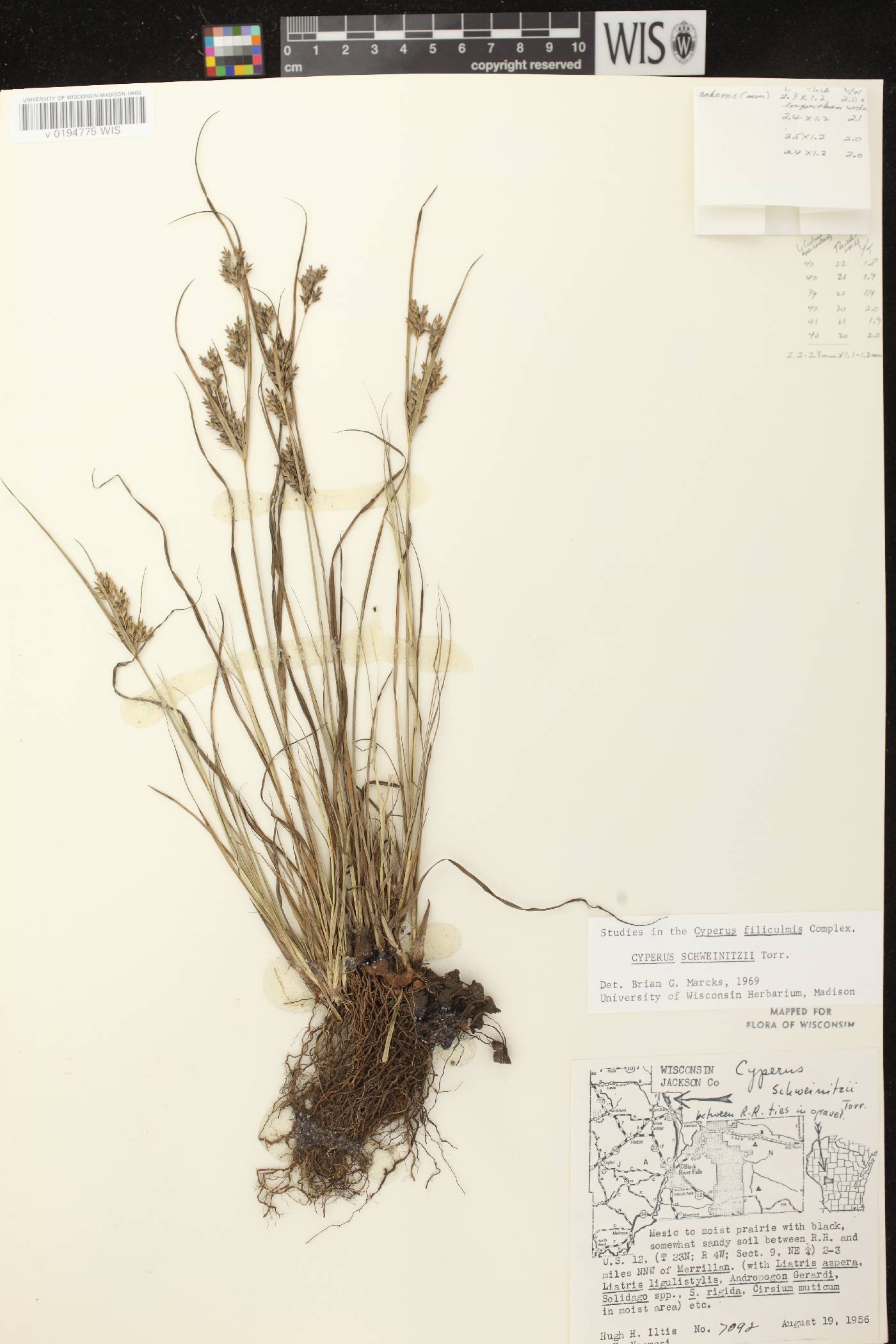Cyperus schweinitzii image