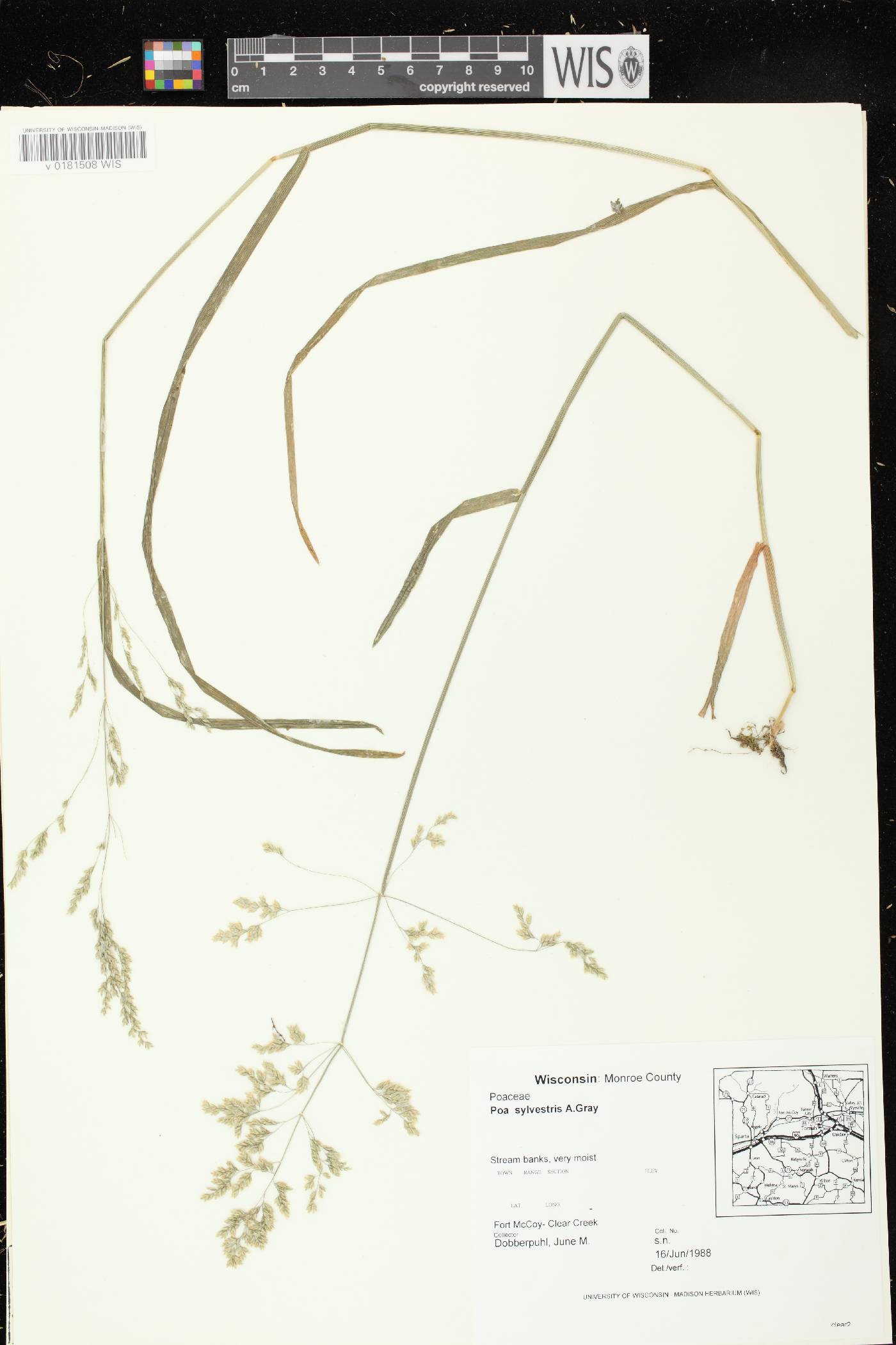 Poa sylvestris image