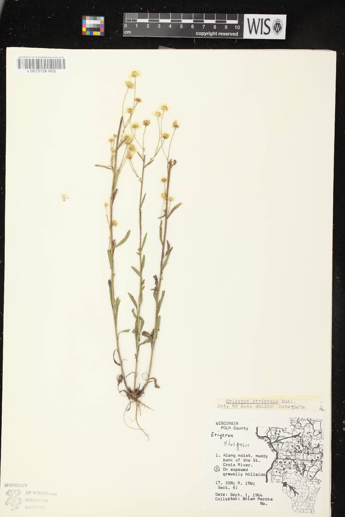 Erigeron strigosus image
