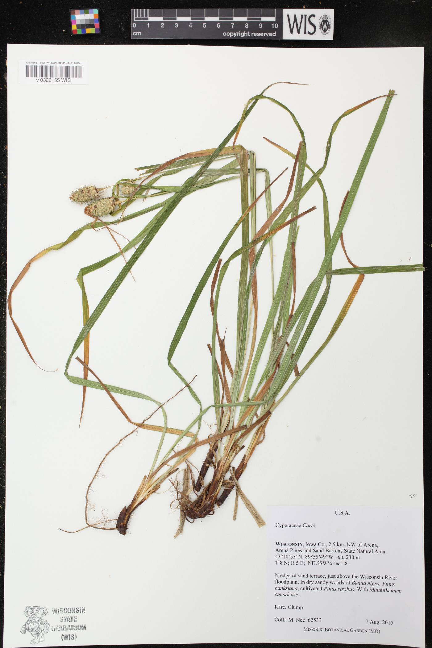 Carex typhina image