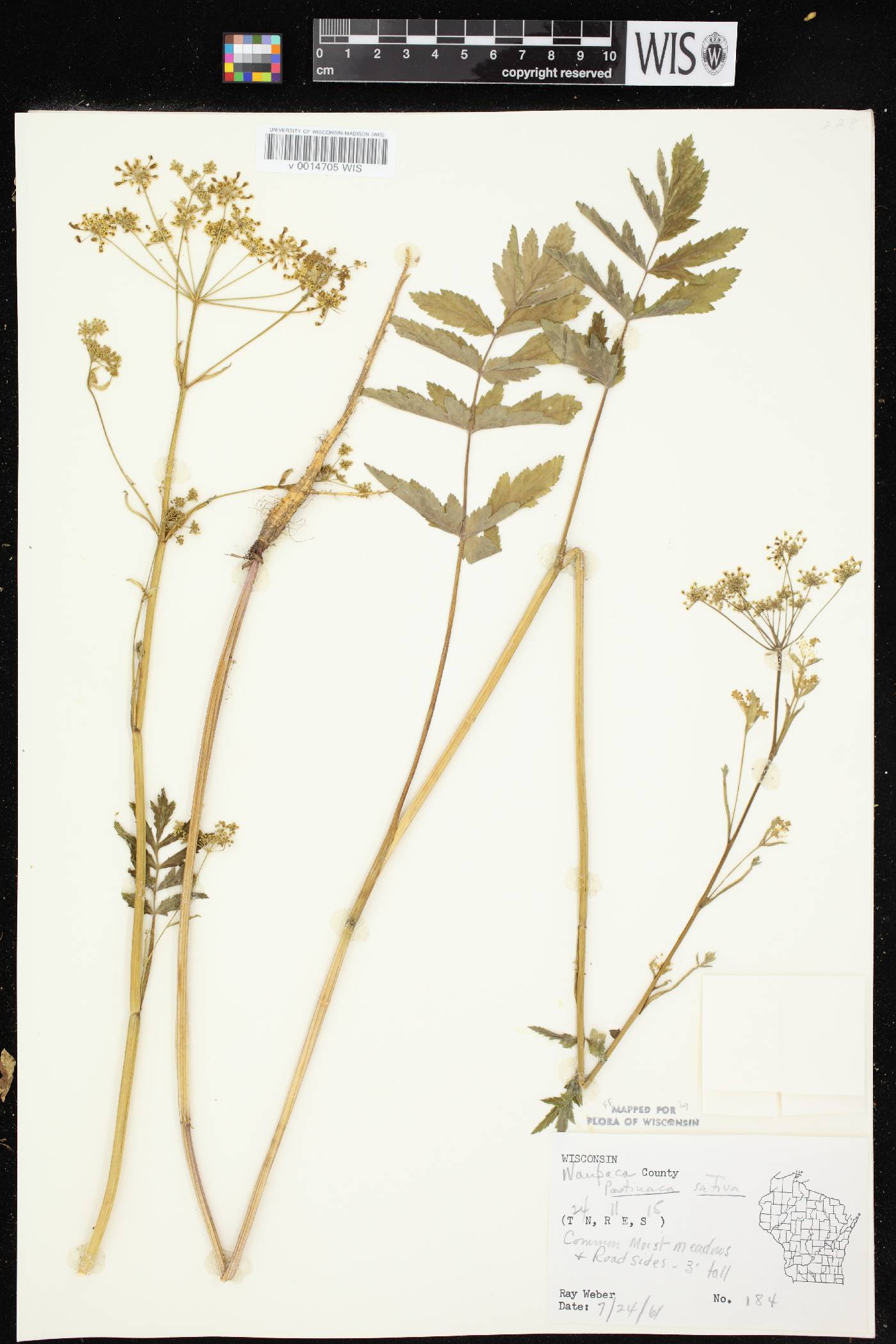 Pastinaca sativa image