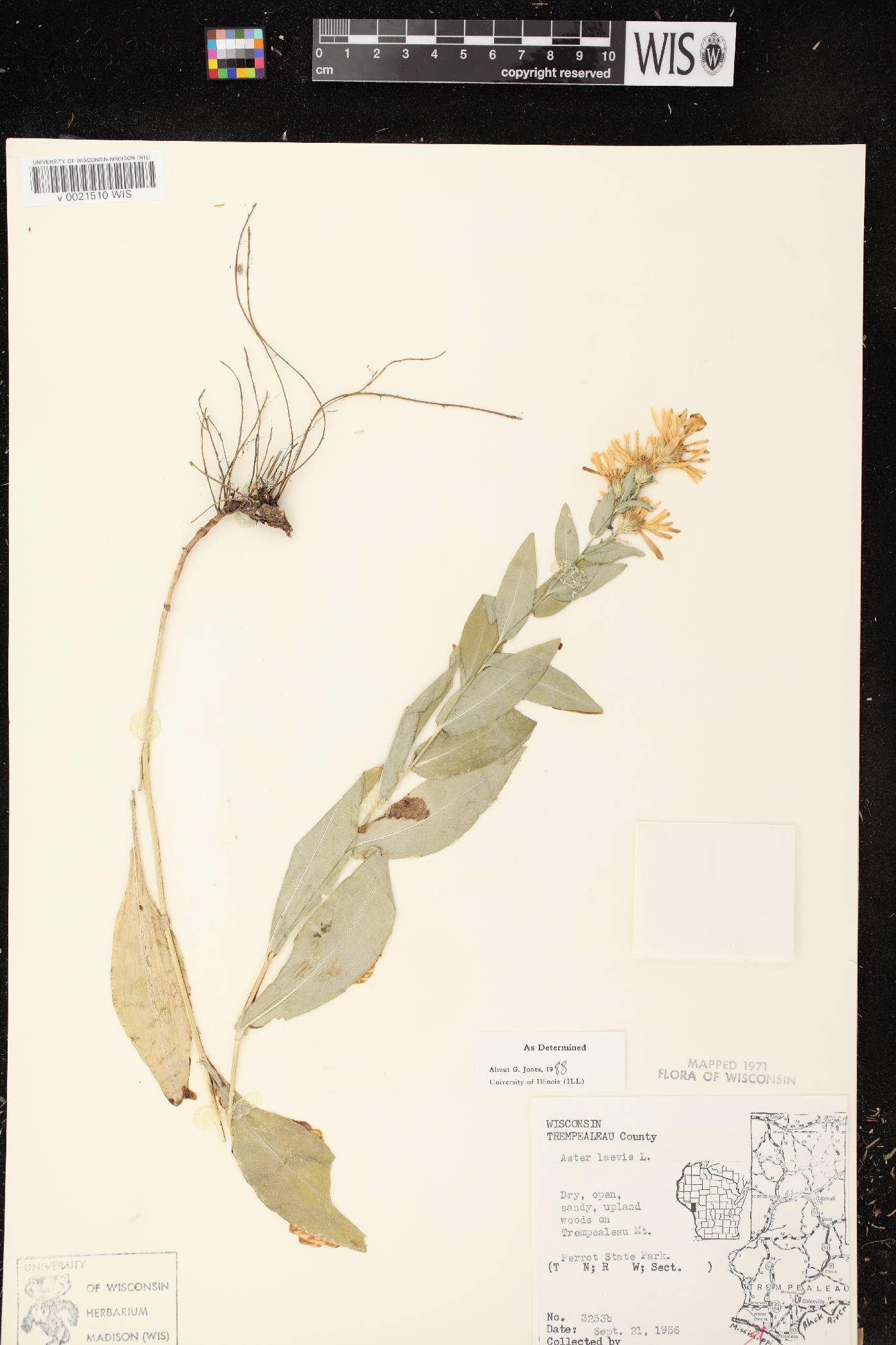 Symphyotrichum laeve image