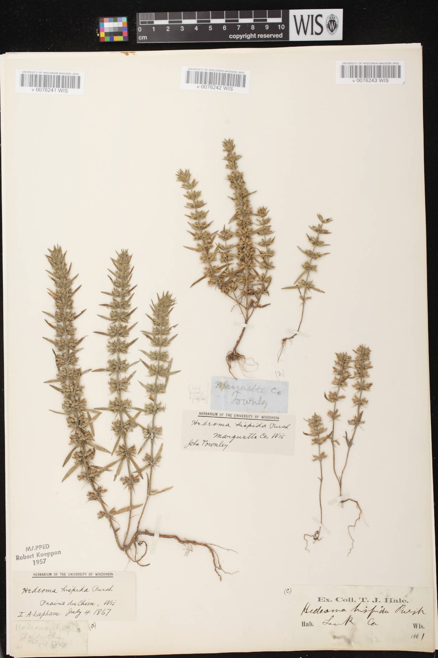 Hedeoma hispida image