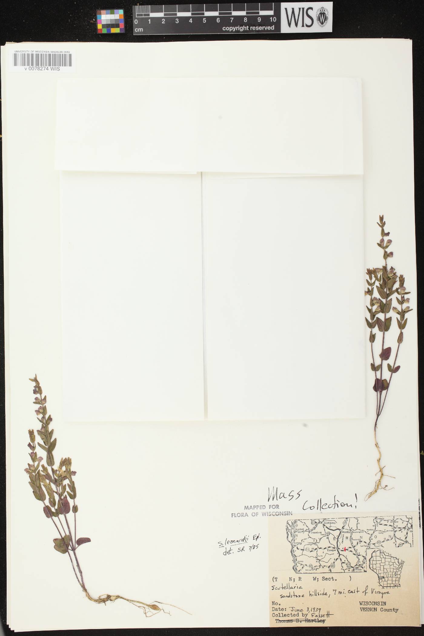 Scutellaria parvula var. missouriensis image